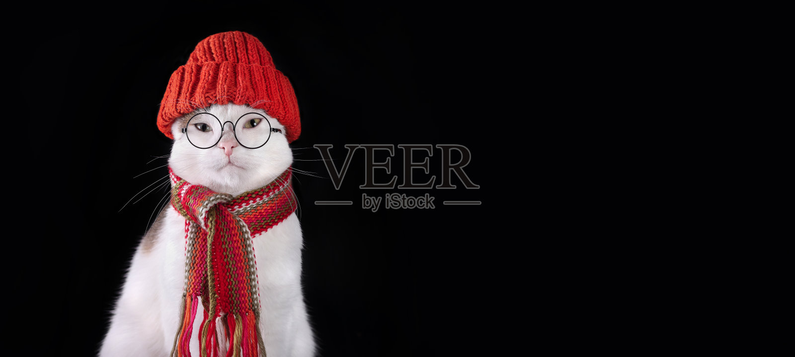 白猫戴着红色针织围巾，戴着黑色背景的帽子和眼镜。戴眼镜的聪明猫的画像。照片摄影图片