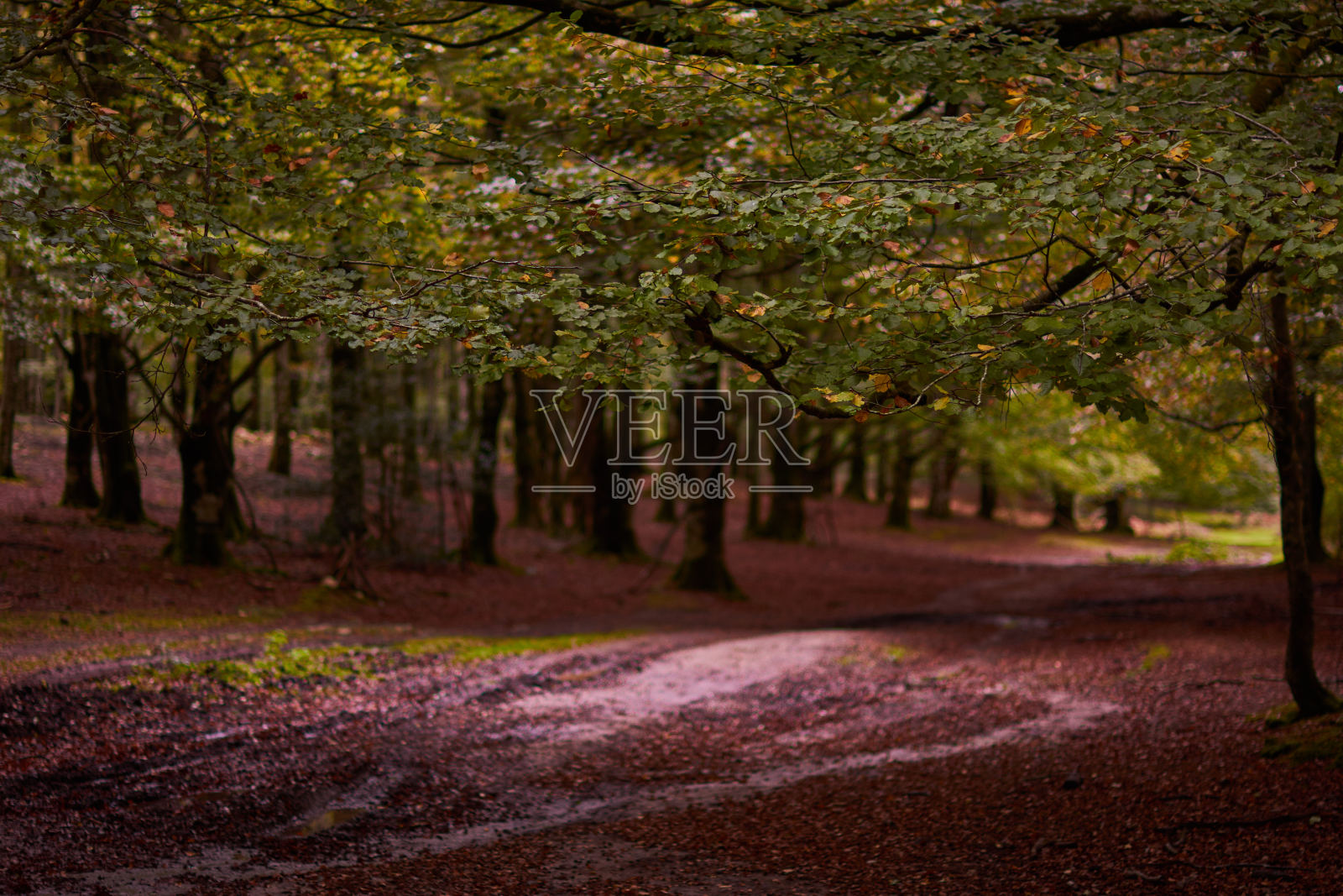 在厄巴萨山脉的魔法山毛榉森林里，秋天的色彩。纳瓦拉。西班牙照片摄影图片