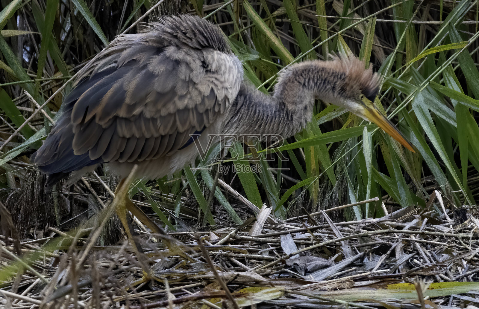 紫色的鹭照片摄影图片