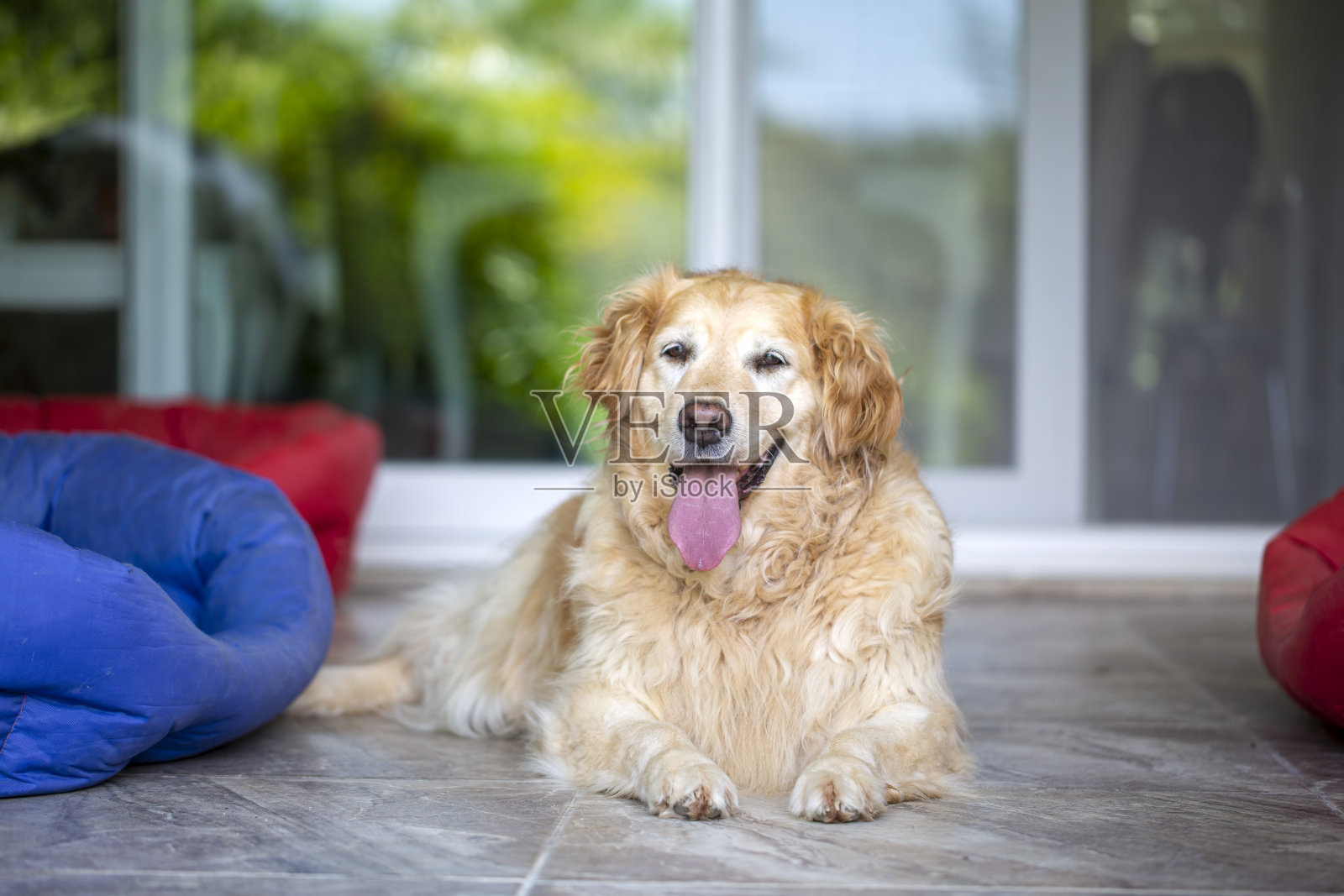 宠物动物;可爱的金毛猎犬照片摄影图片