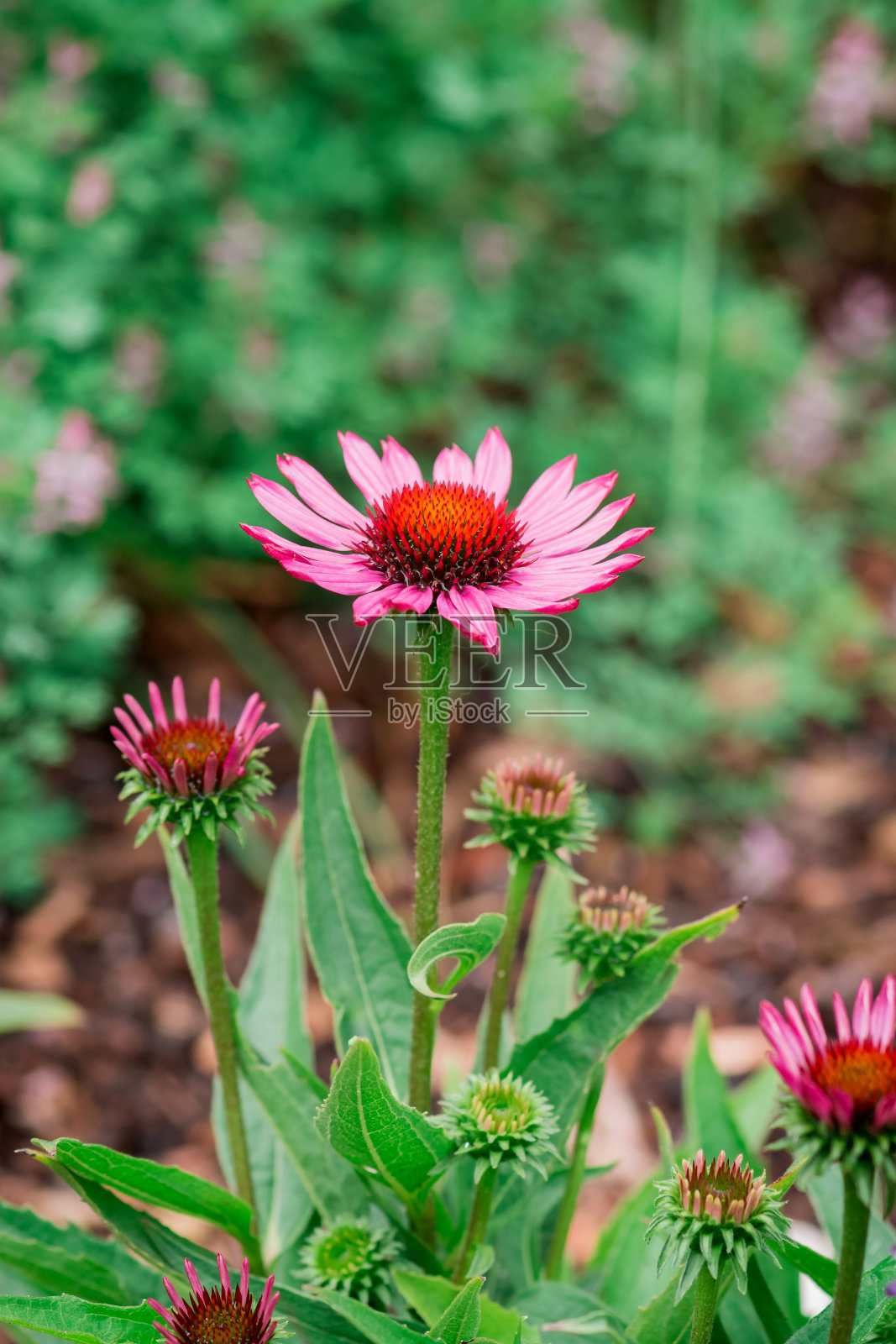 花园里的红色菊花照片摄影图片
