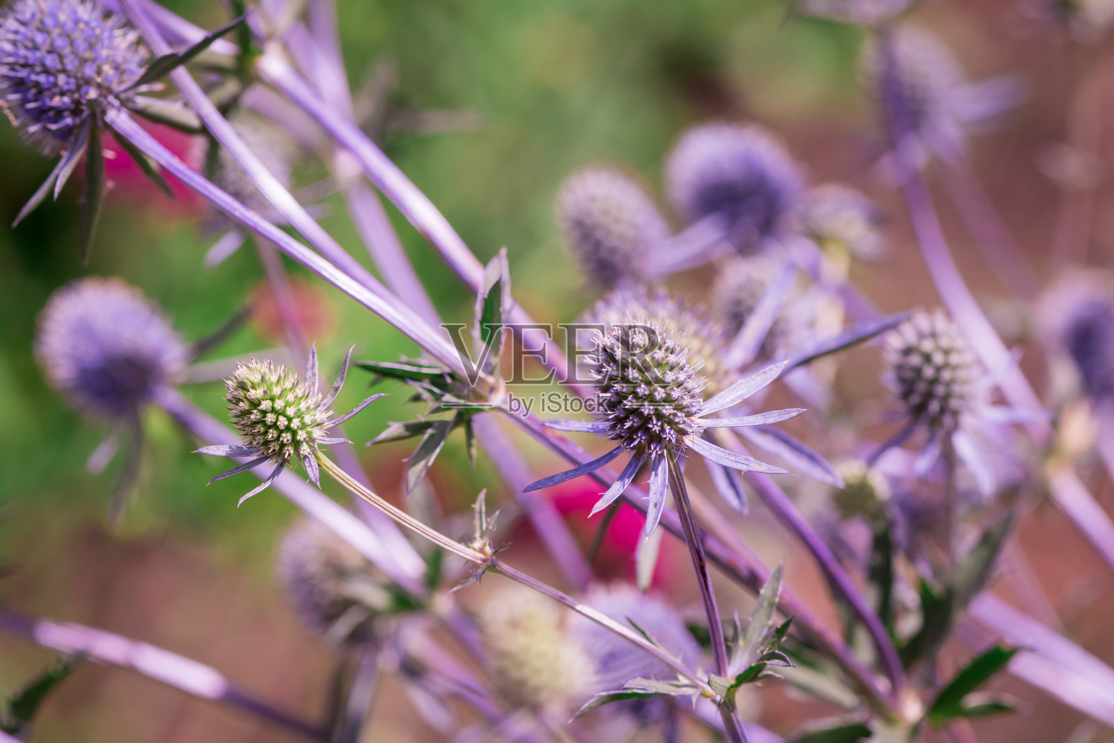 鸢尾草，用来表示永恒的花朵，照片摄影图片