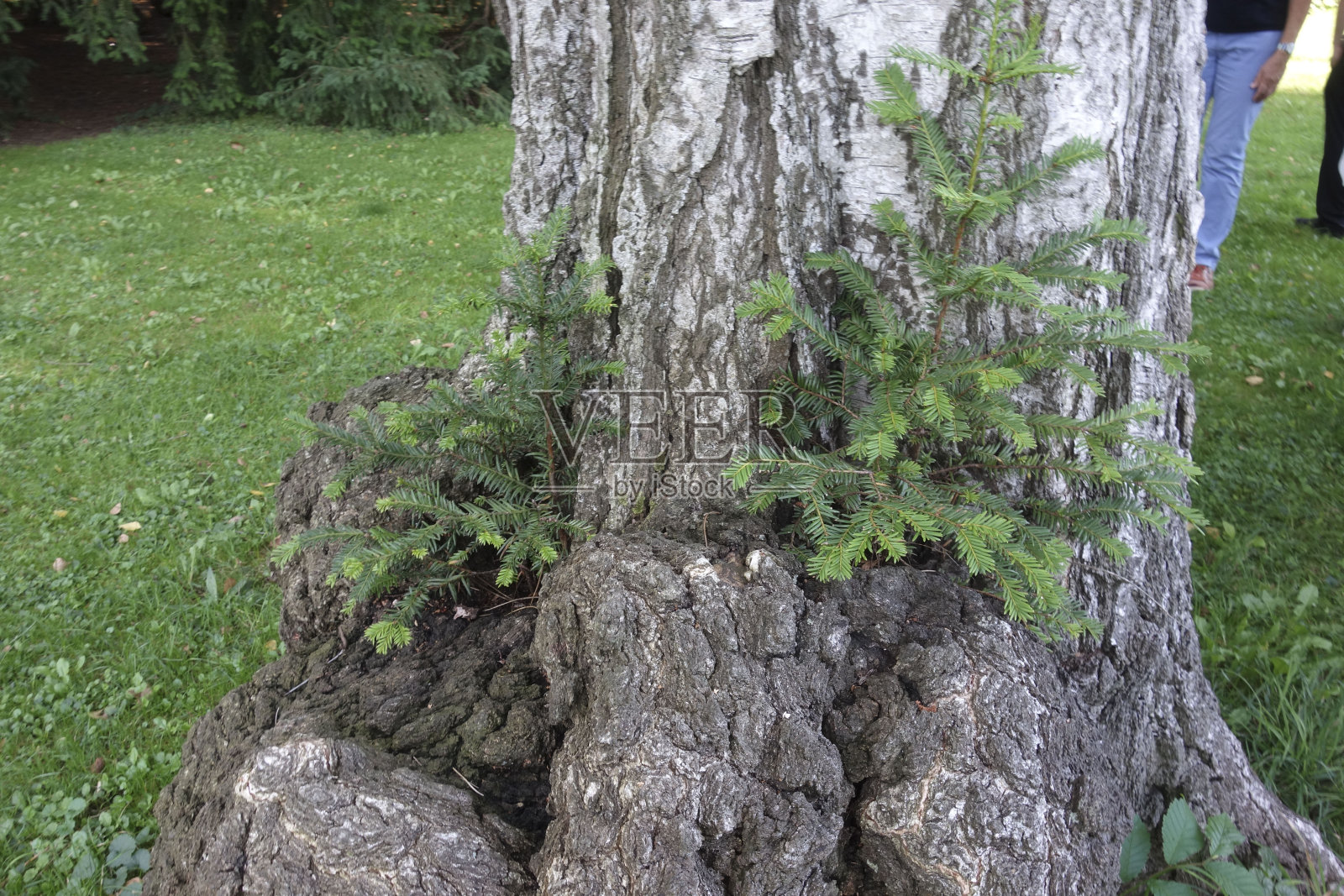 树皮照片摄影图片