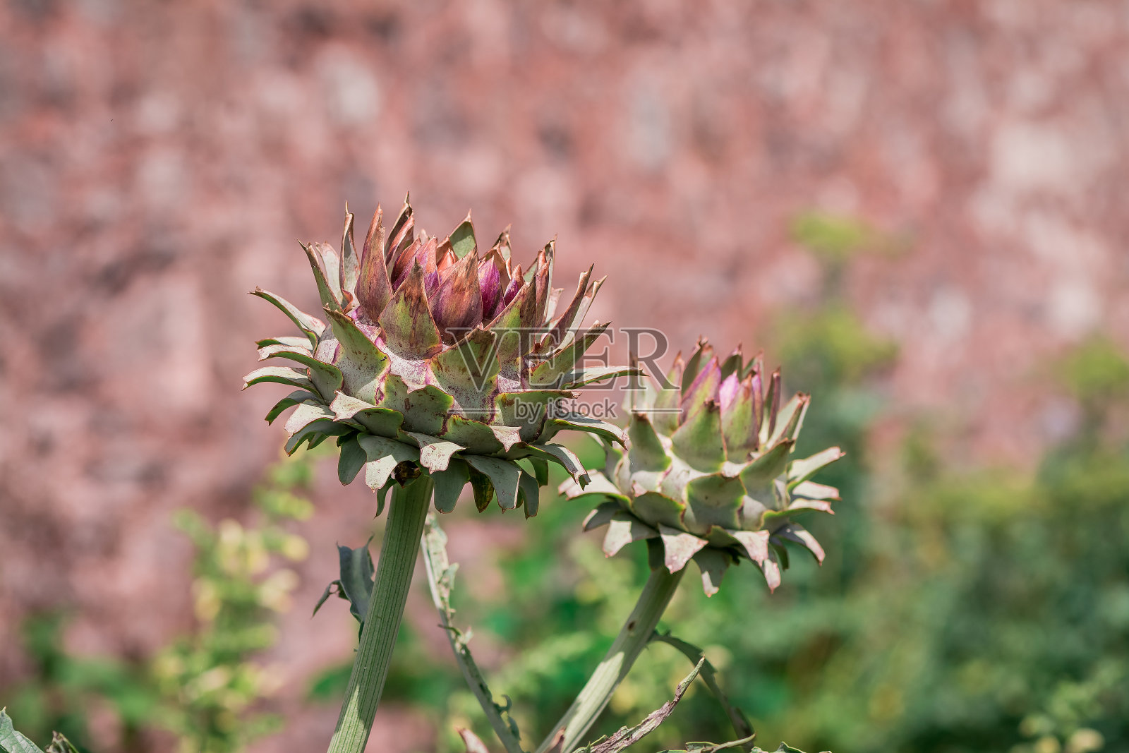 花园里美丽的洋蓟的特写照片摄影图片