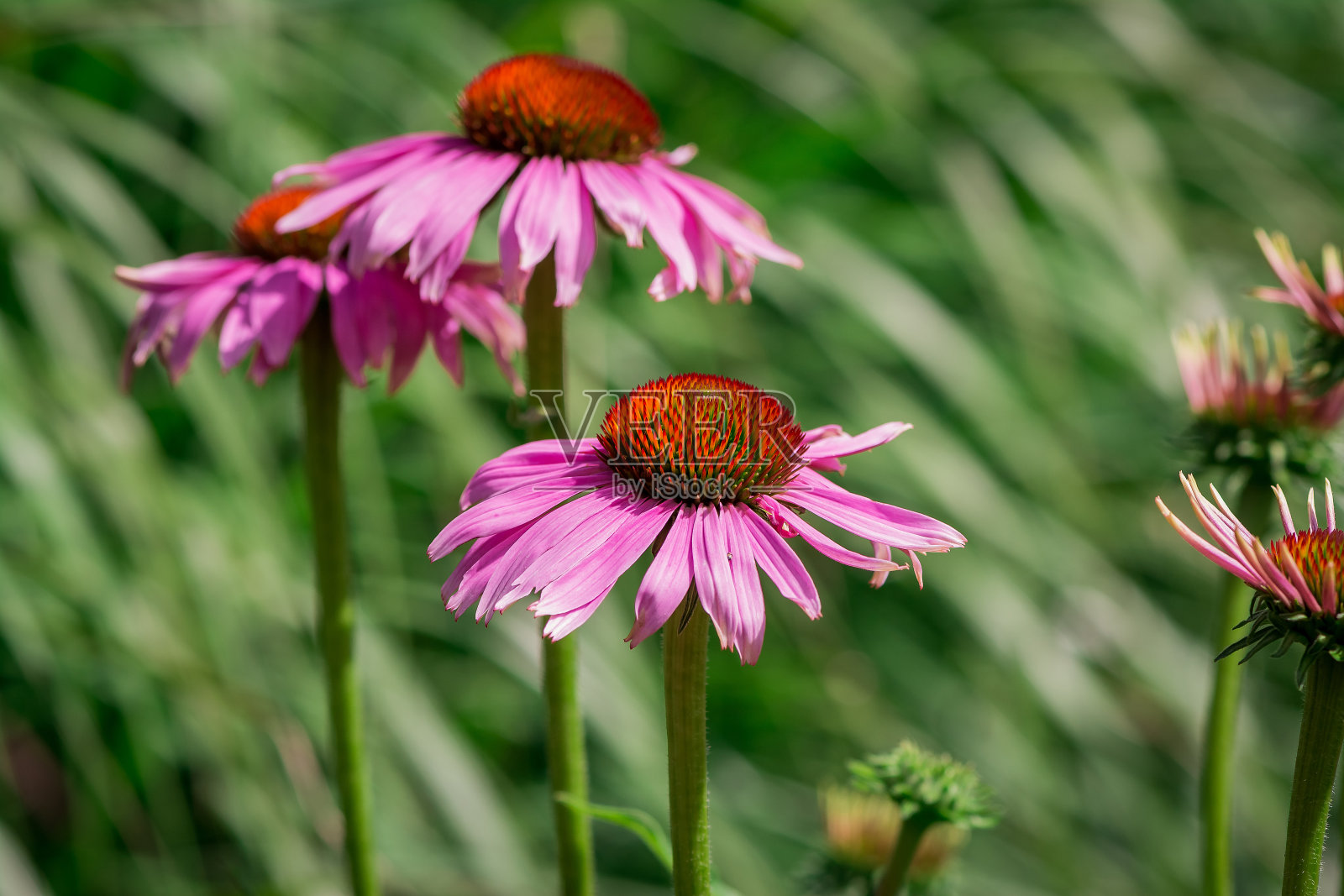 花园里的红色菊花照片摄影图片