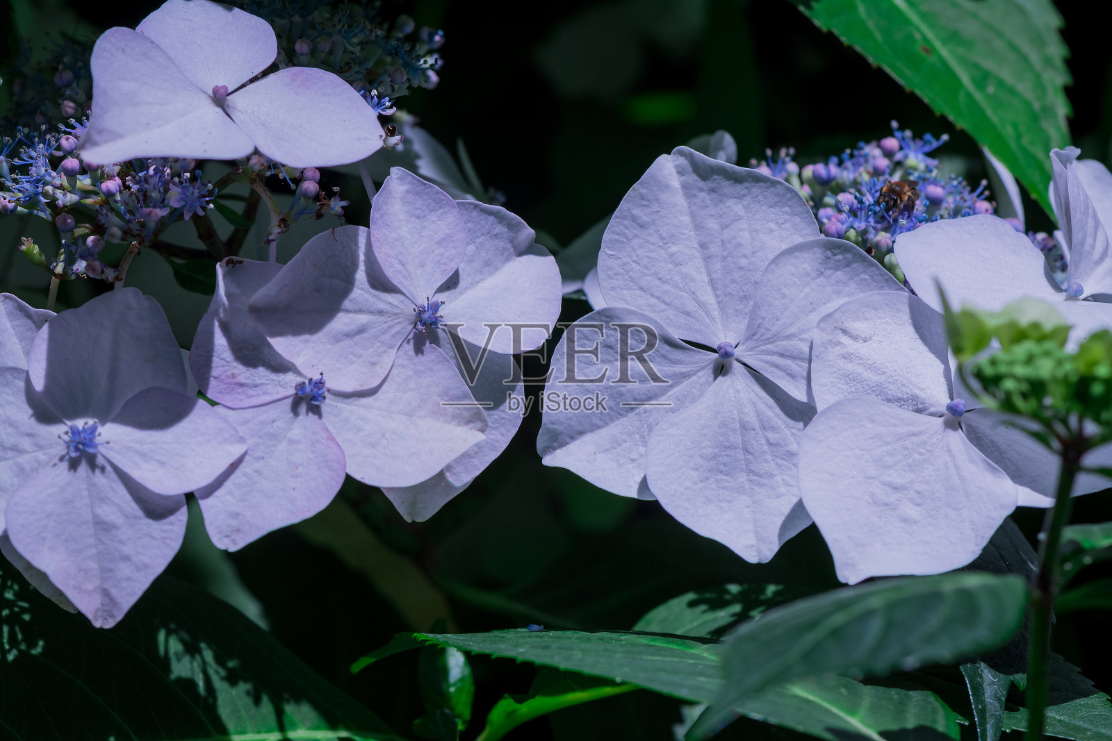 美丽的紫色和粉红色绣球花照片摄影图片