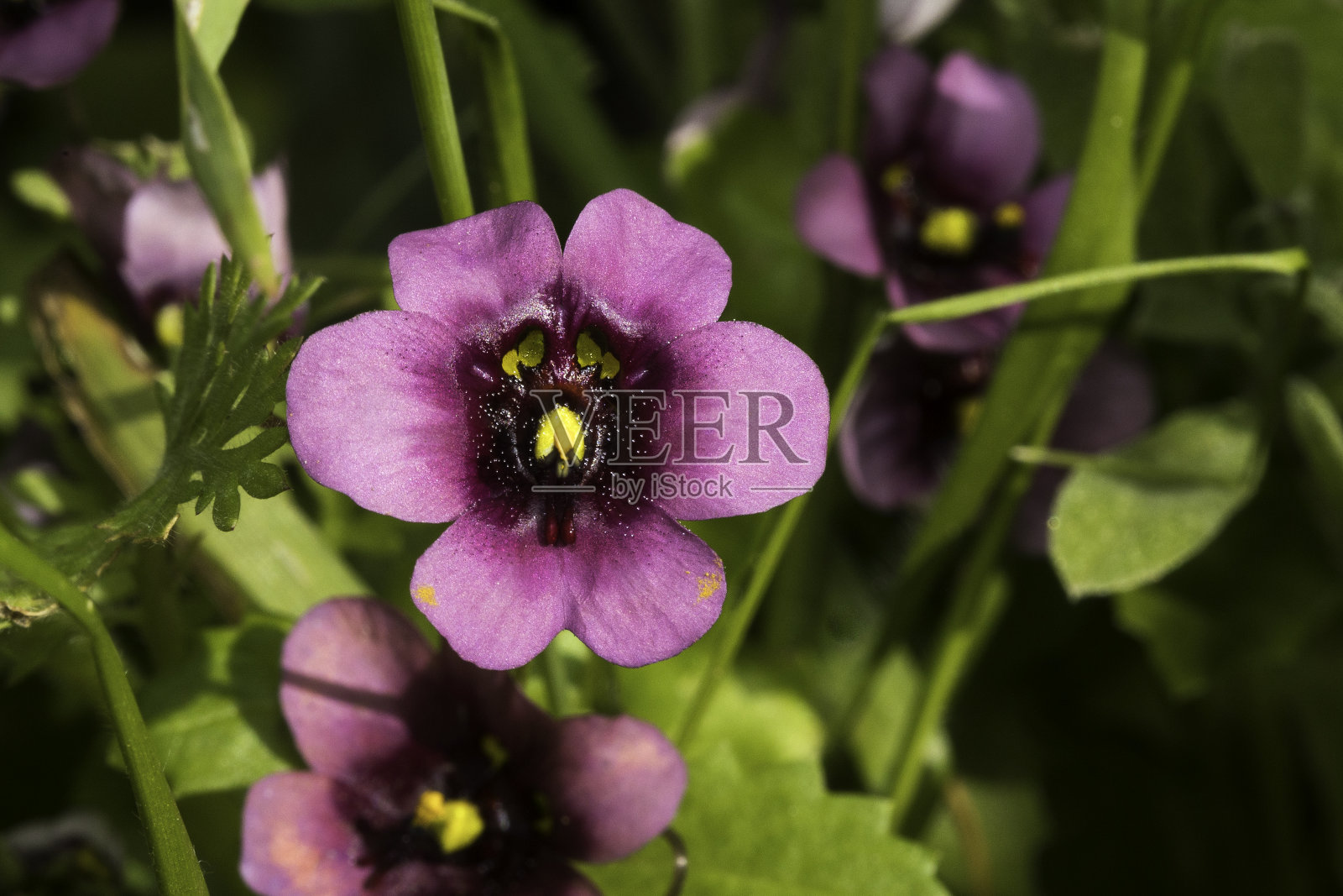 双峰角(一水花)鲜艳的紫色到栗色的野花照片摄影图片