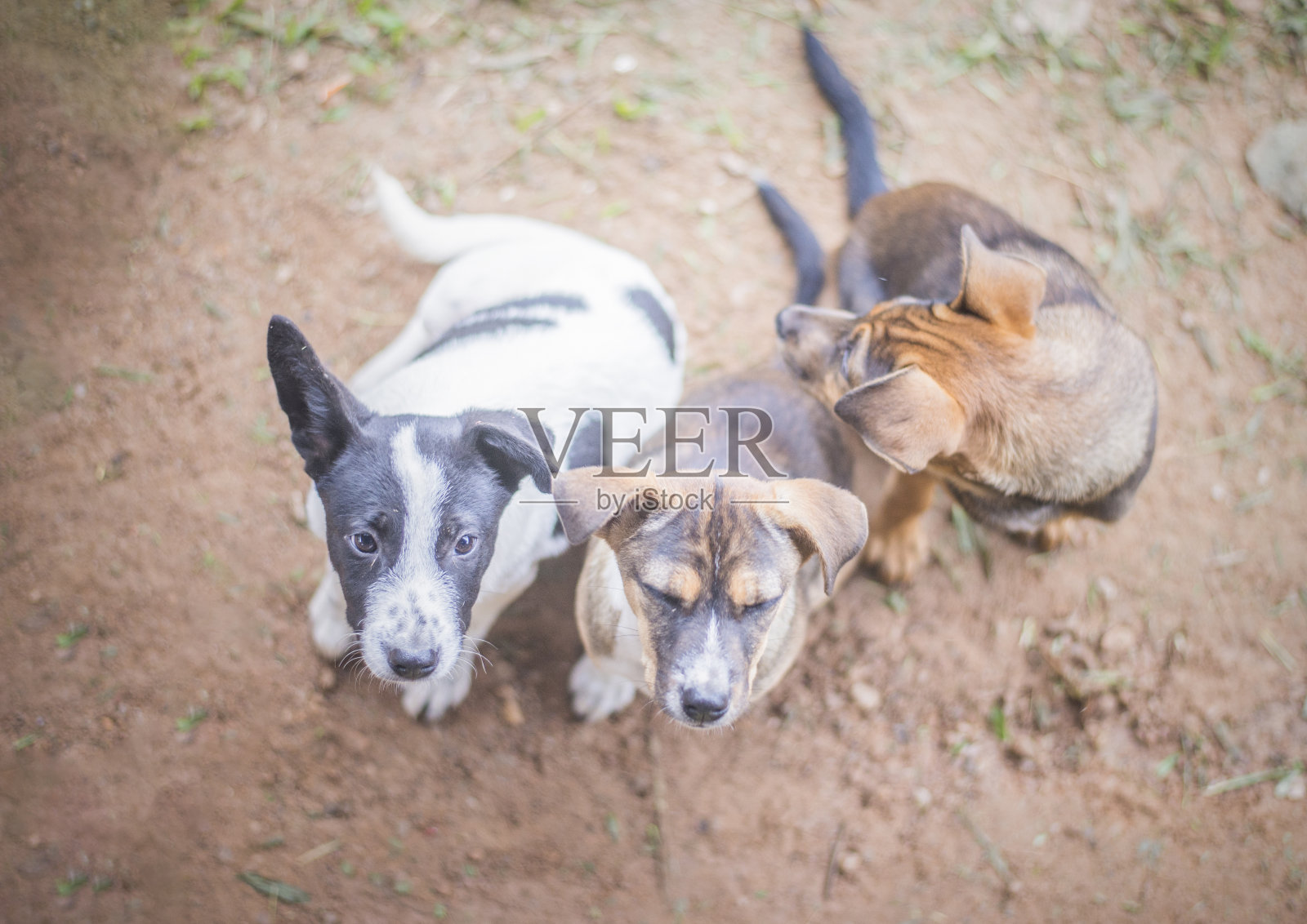 一群流浪狗在玩耍，饿得直瞪着眼。照片摄影图片