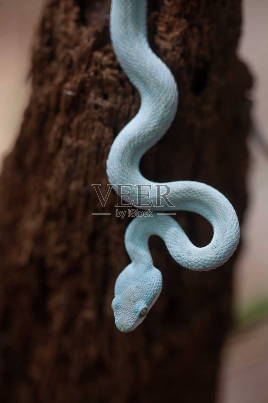 三角蝮蛇又名蝮蛇照片摄影图片