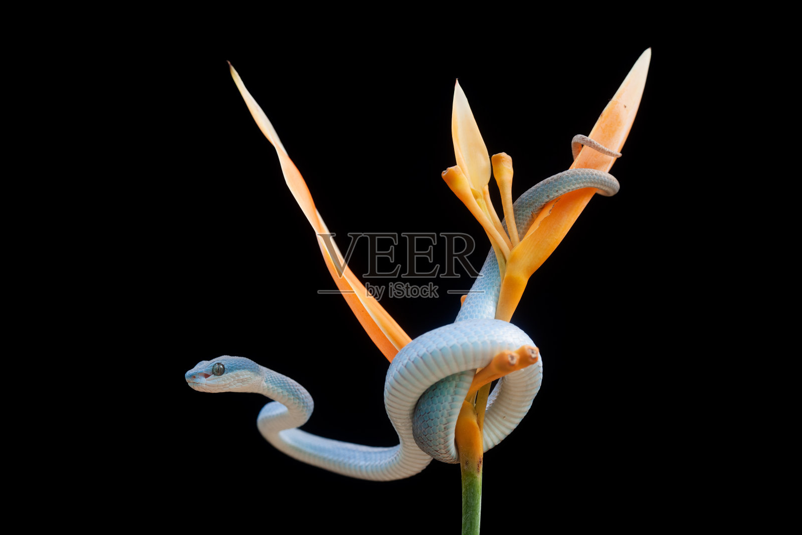 三角蝮蛇又名蝮蛇照片摄影图片