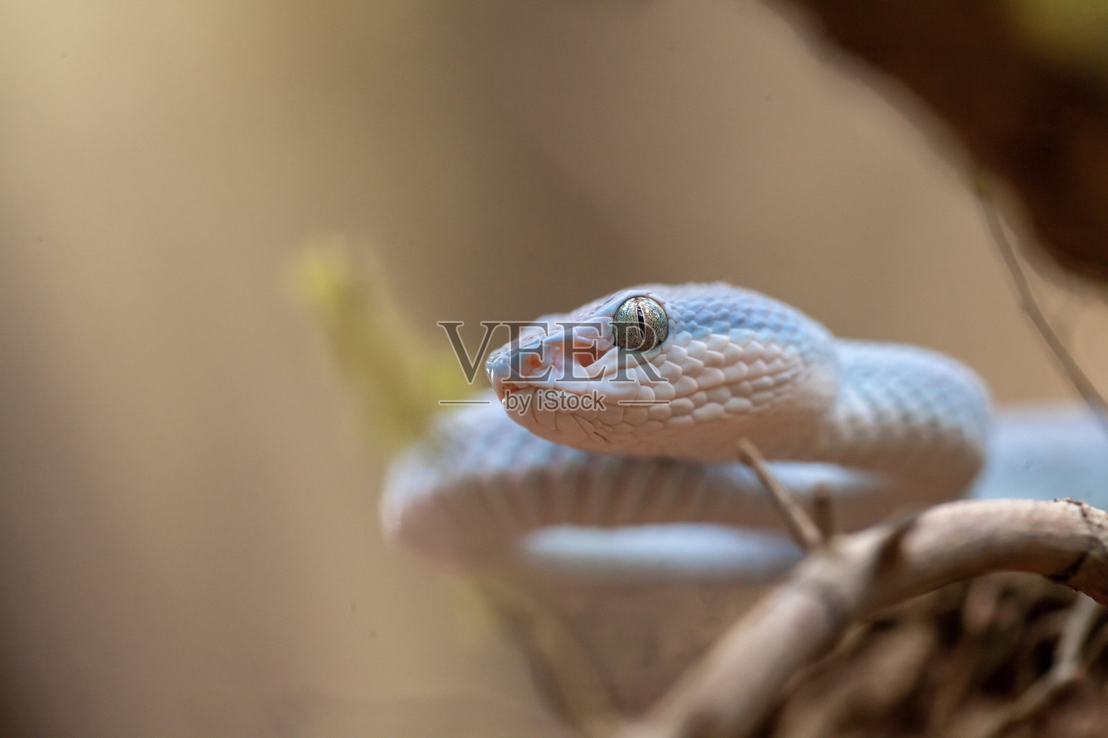三角蝮蛇又名蝮蛇照片摄影图片