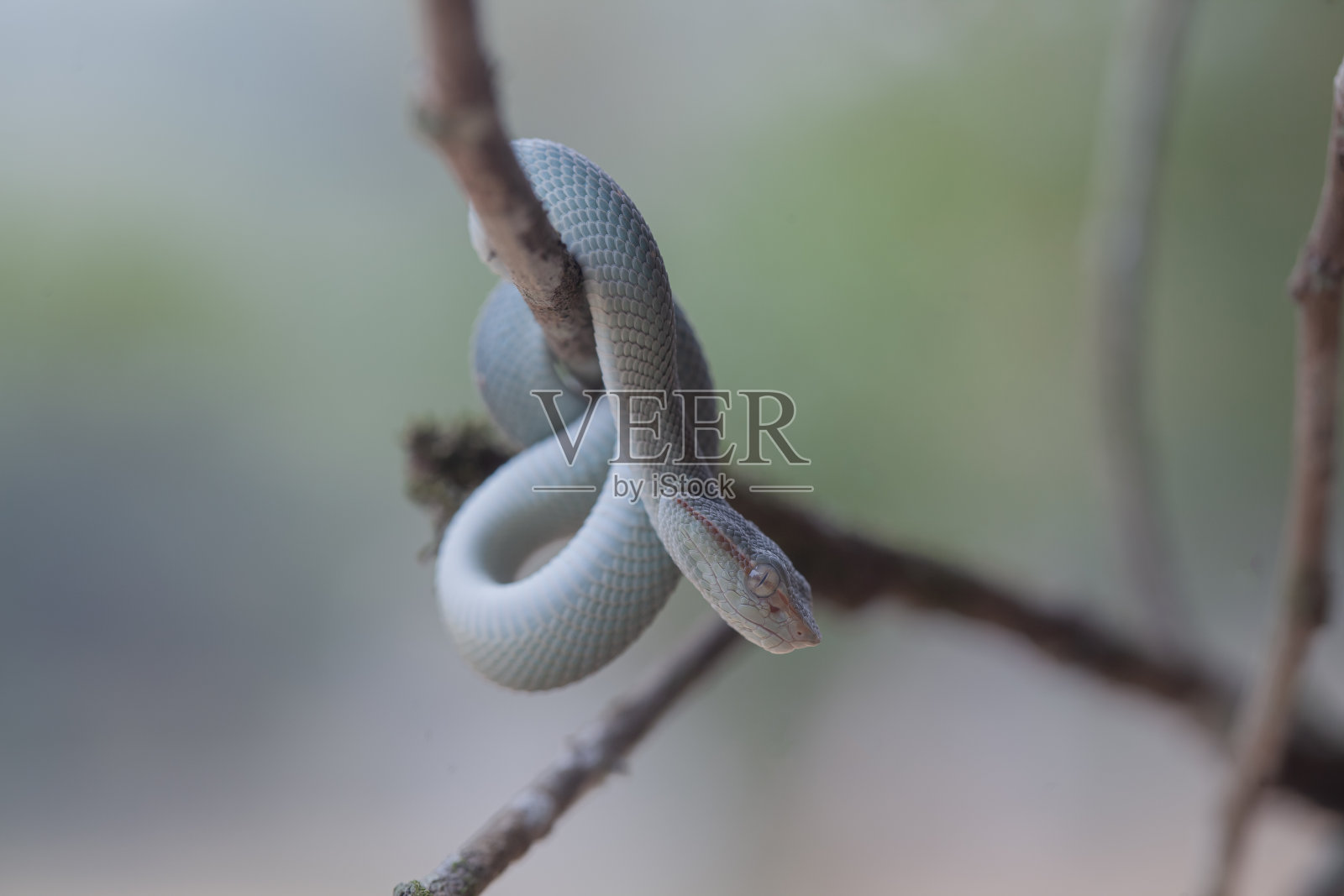 三角蝮蛇又名蝮蛇照片摄影图片