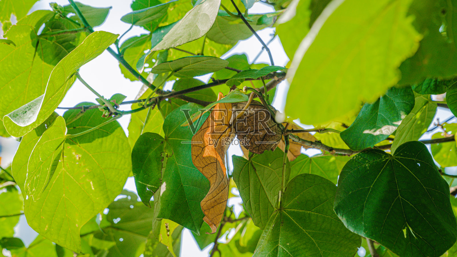 一片黄叶还在一棵有许多绿叶的树上照片摄影图片