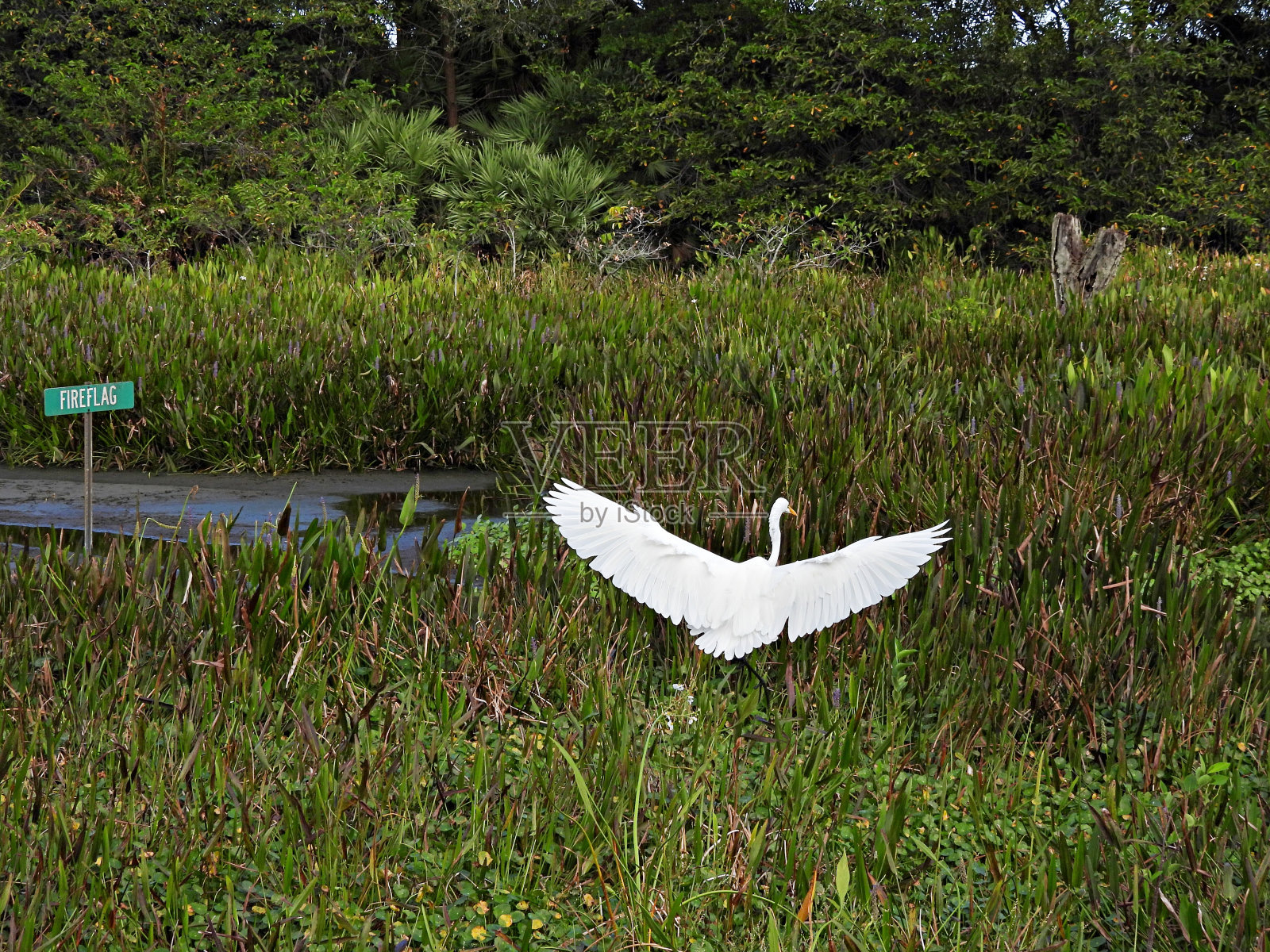 大白鹭(Ardea alba) -在佛罗里达湿地照片摄影图片