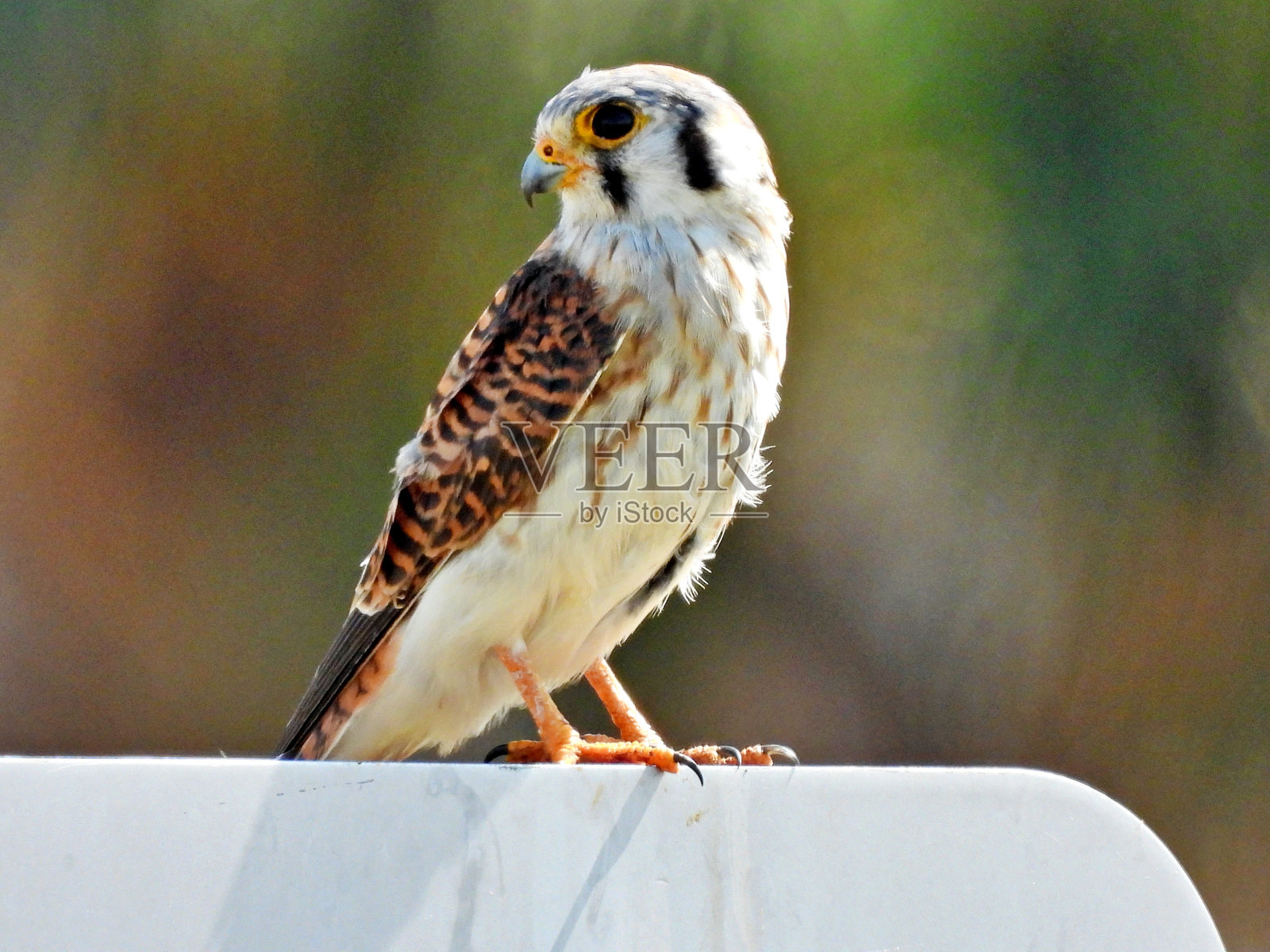 美国红隼(Falco sparverius) -栖息在一个标志上照片摄影图片