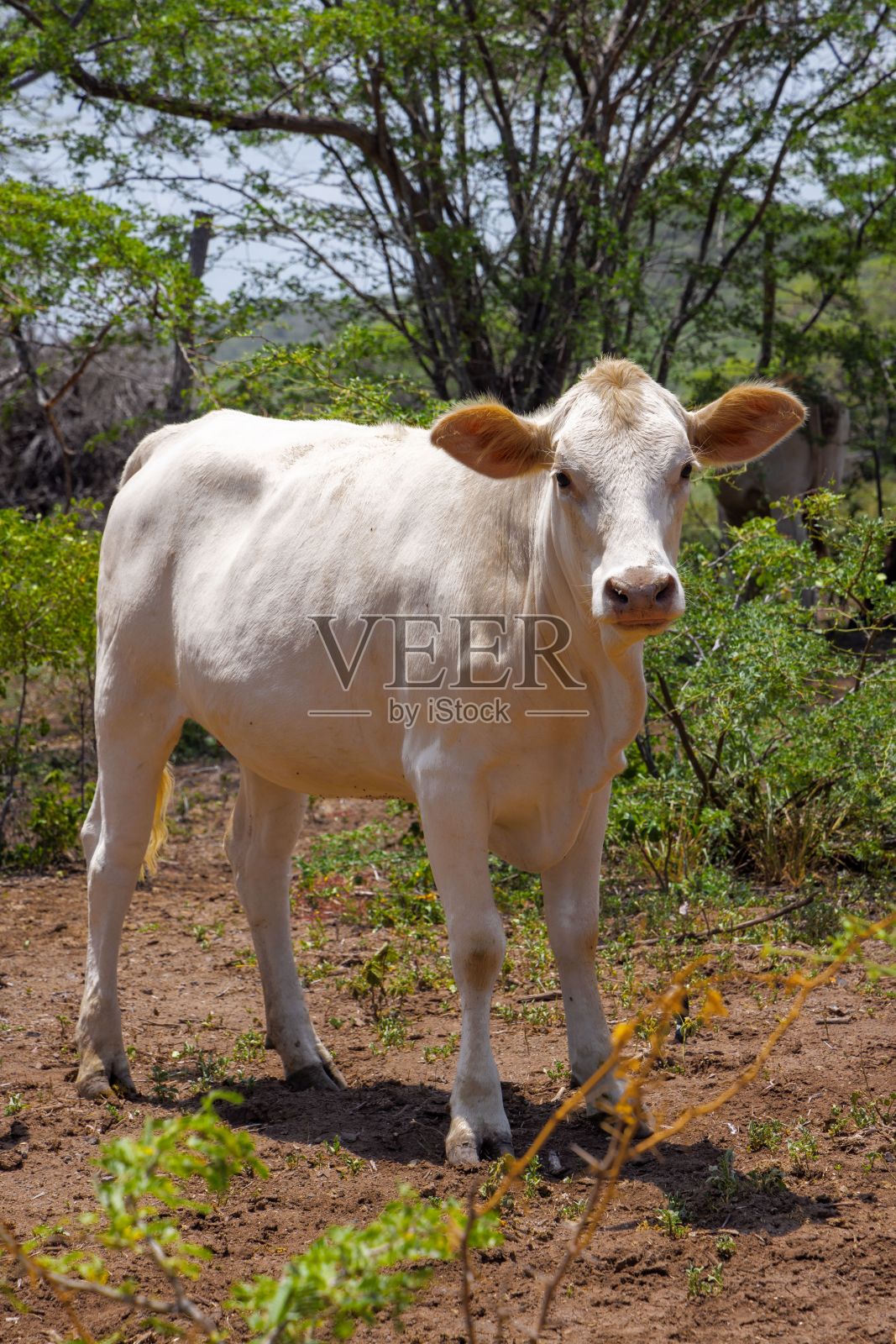 一头白奶牛站在路中间，背景是树照片摄影图片