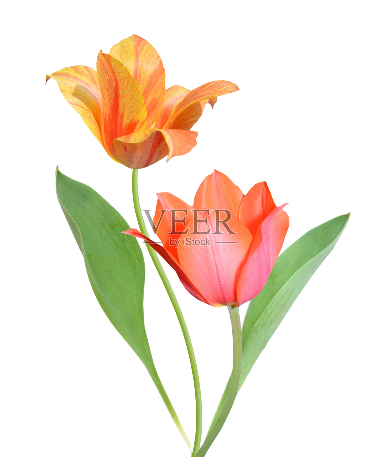 一束五颜六色的郁金香和叶子照片摄影图片