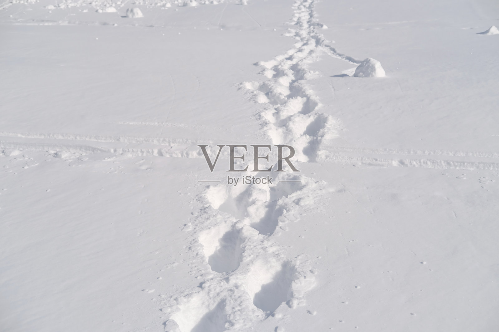 毛茸茸的白色雪花上印着动物的脚印，美丽的冬季景观，森林里的降雪，猎人，追踪者正在追踪游戏，希思和冬季活动概念，旅行照片摄影图片
