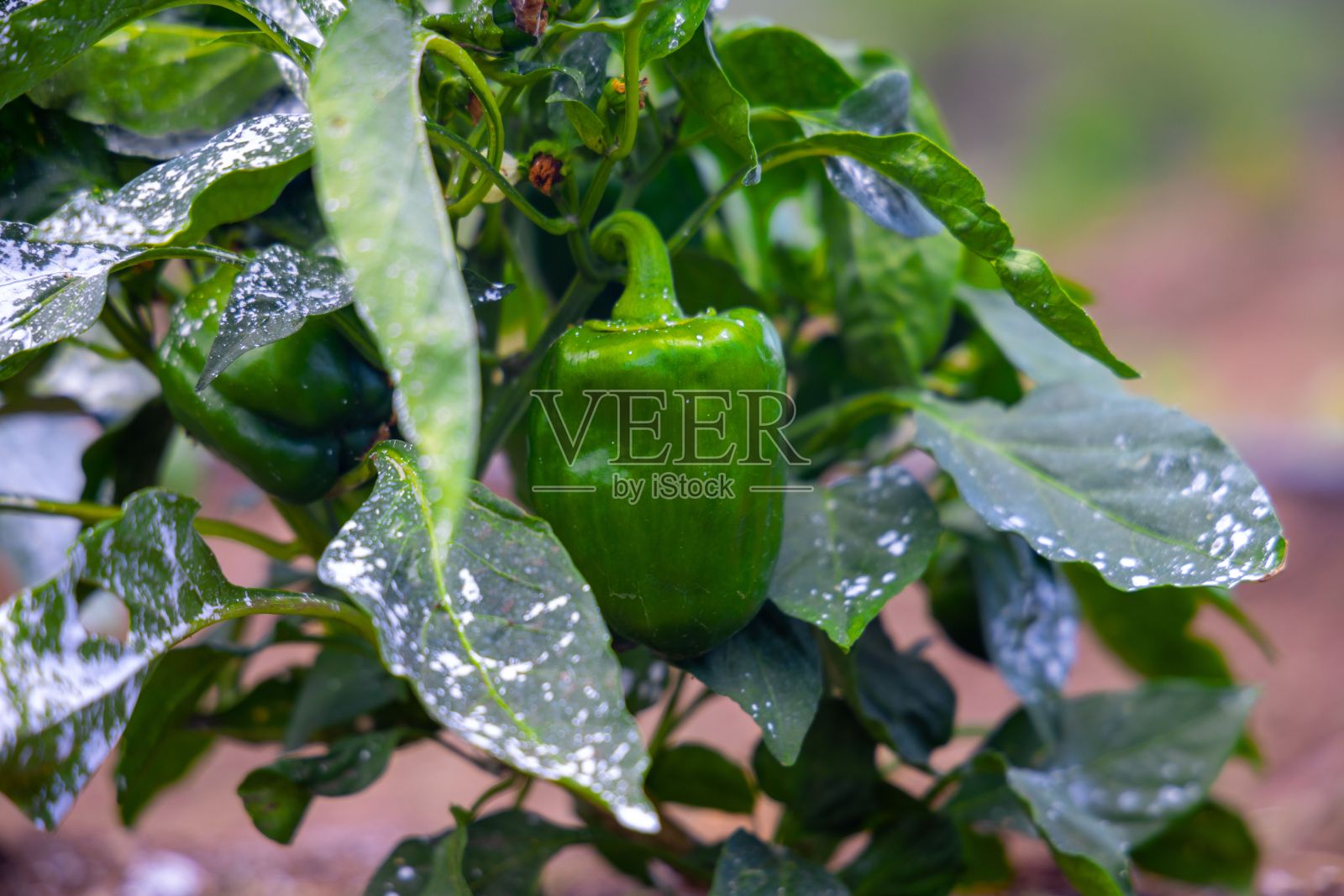 灌木丛里的两个辣椒，上面有叶子和露水照片摄影图片