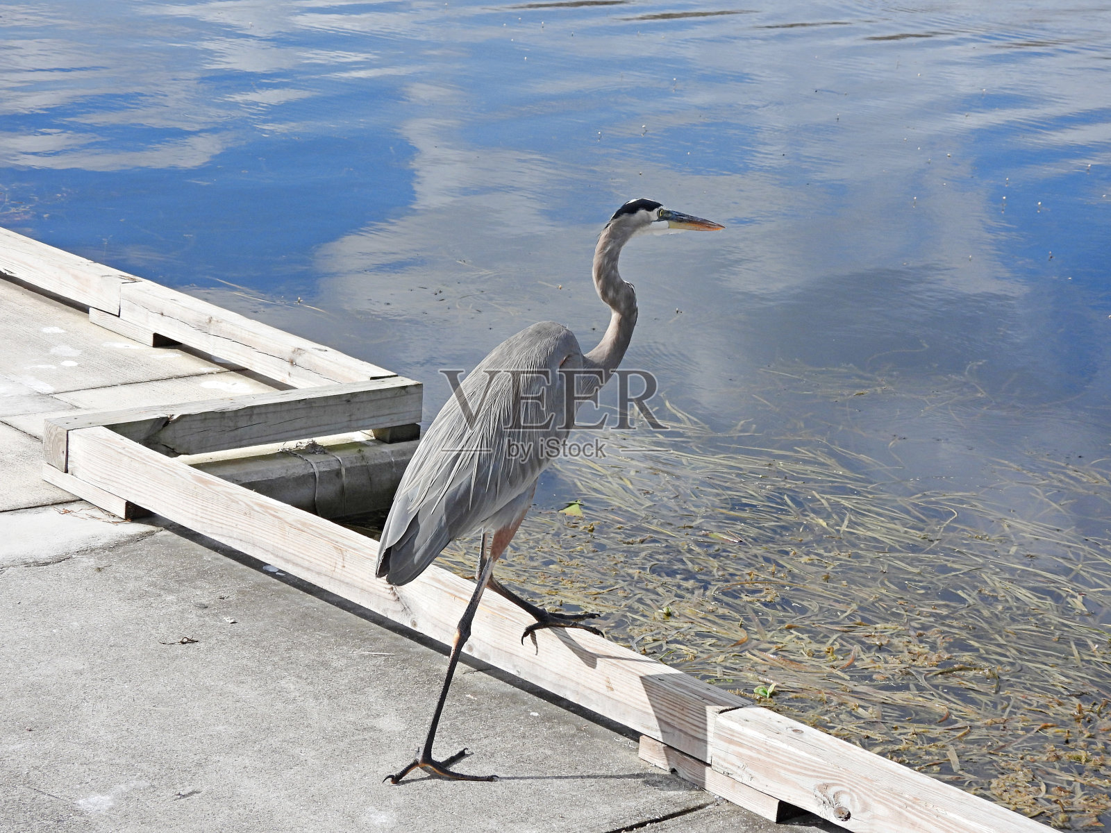 大蓝鹭(Ardea herodias) -在大沼泽地附近休息照片摄影图片