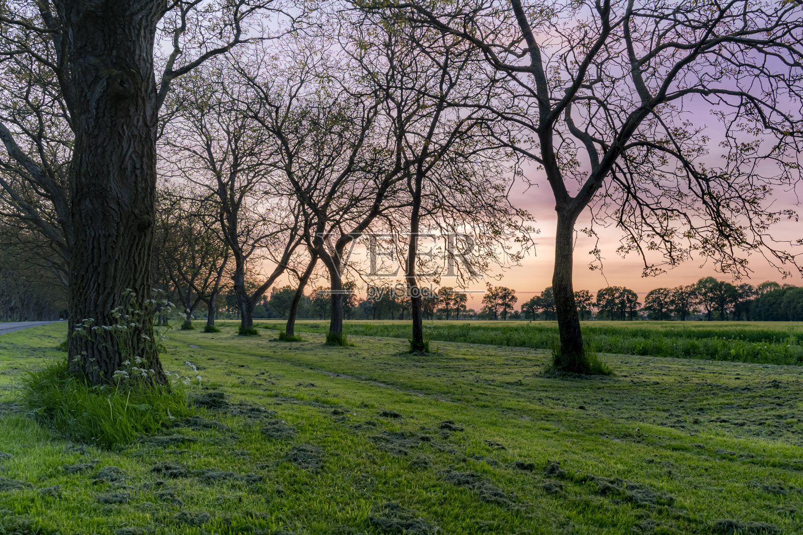 在夏夜日落的时候，沿着路边有巨大的核桃树的庄园道路照片摄影图片