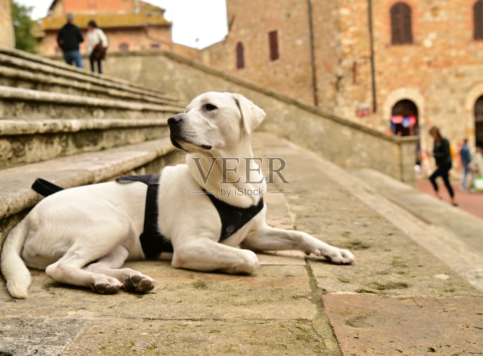 意大利圣吉米尼亚诺的拉布拉多猎犬照片摄影图片