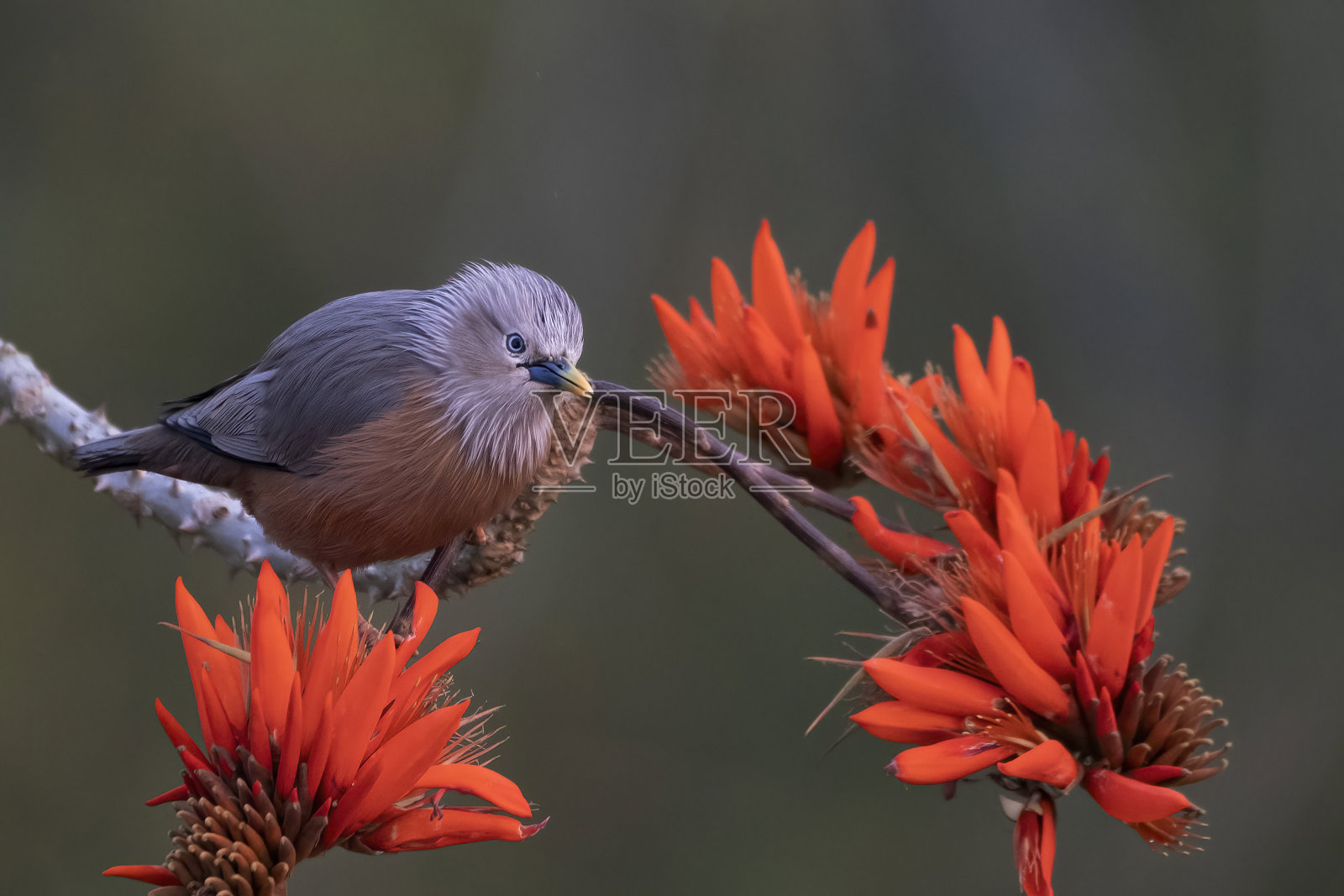 栗尾八哥，又称灰头八哥和灰头八哥照片摄影图片