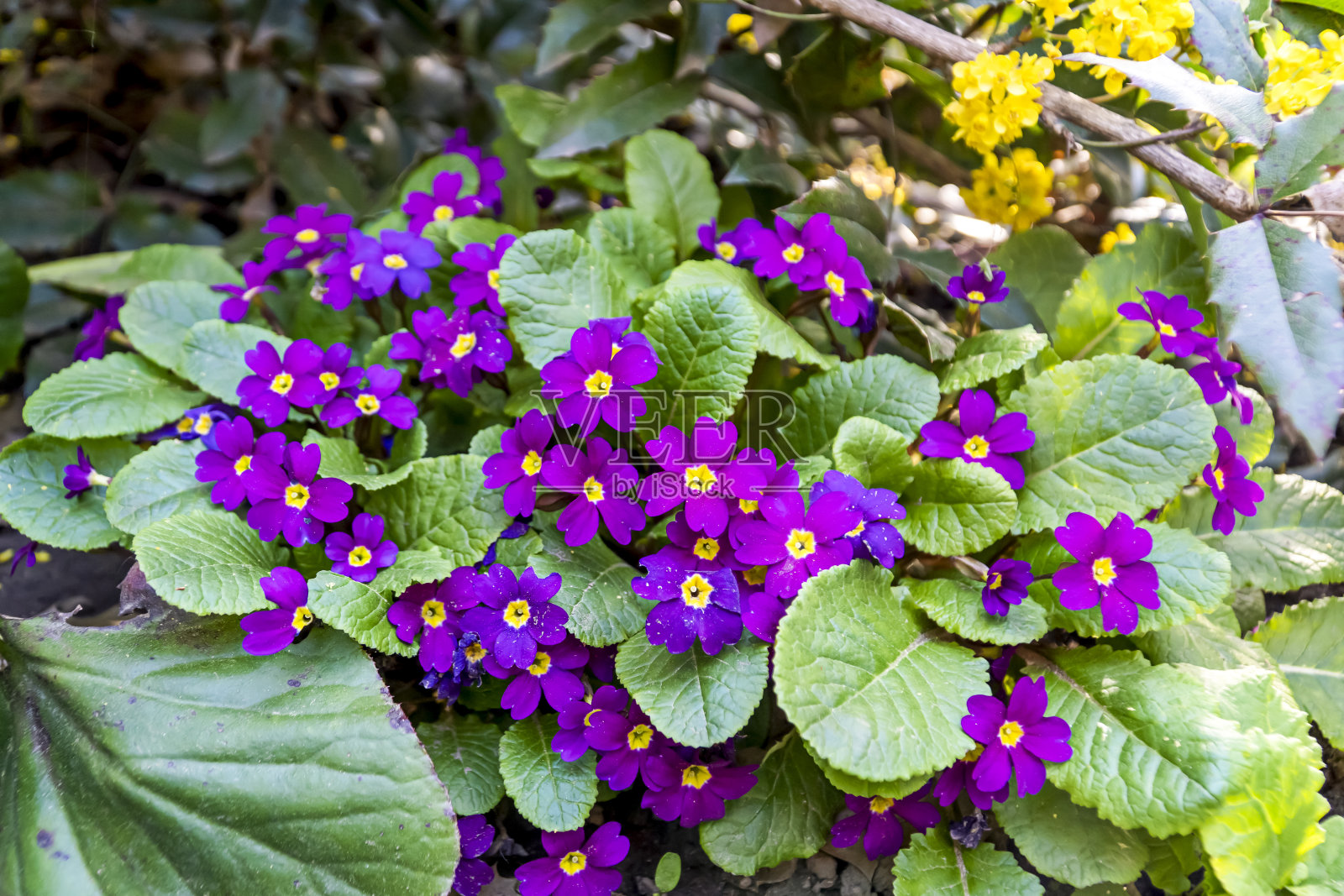 紫色樱草花，紫色樱草花花园，林间空地丁香野花在夏天照片摄影图片
