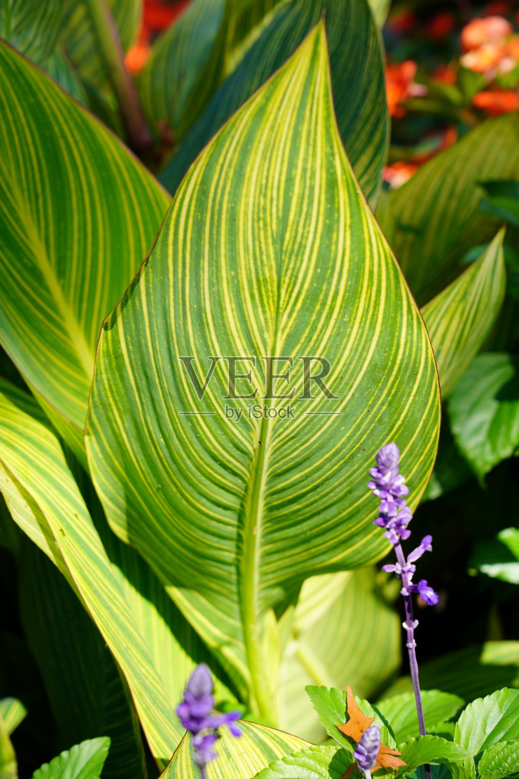 美人蕉和紫色的花照片摄影图片