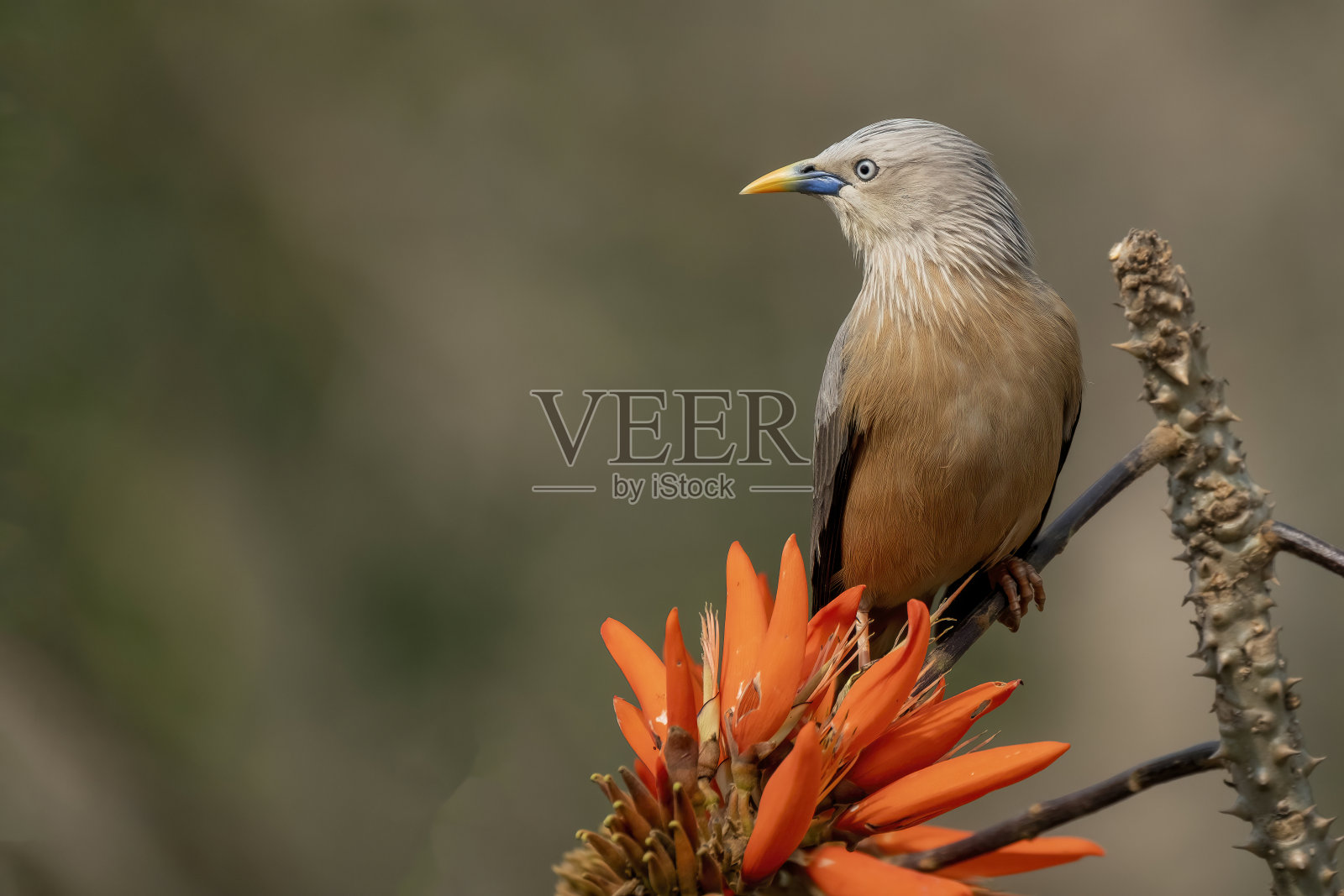 栗尾八哥，又称灰头八哥和灰头八哥照片摄影图片