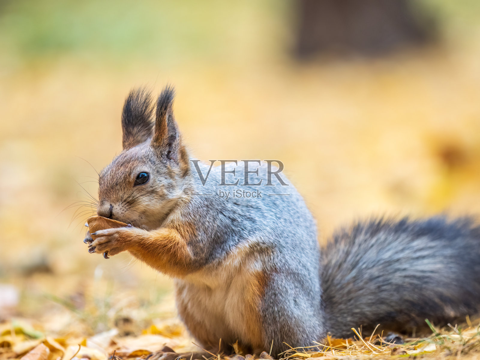 秋天的松鼠带着坚果坐在落着黄叶的绿草地上照片摄影图片