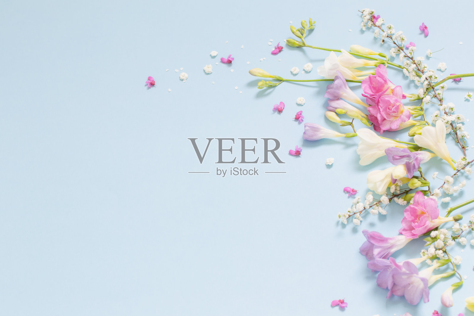 春天美丽的花朵在蓝色的背景上照片摄影图片