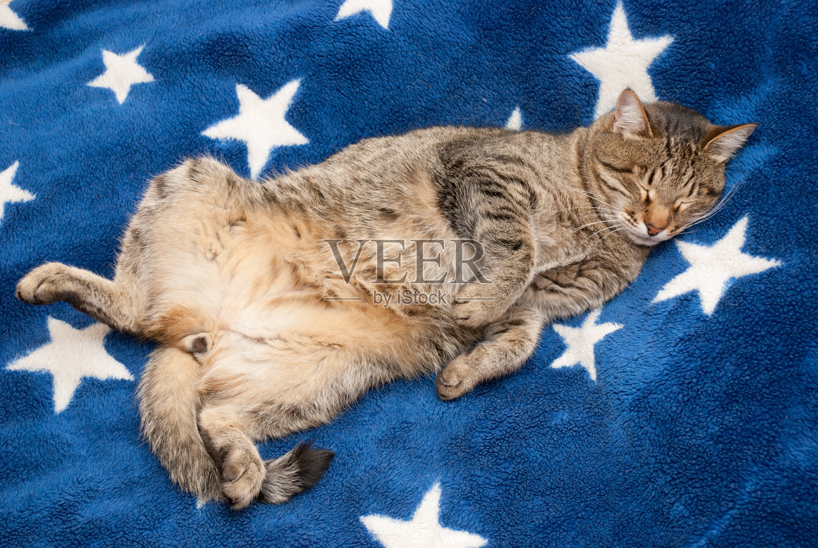 做梦的猫照片摄影图片