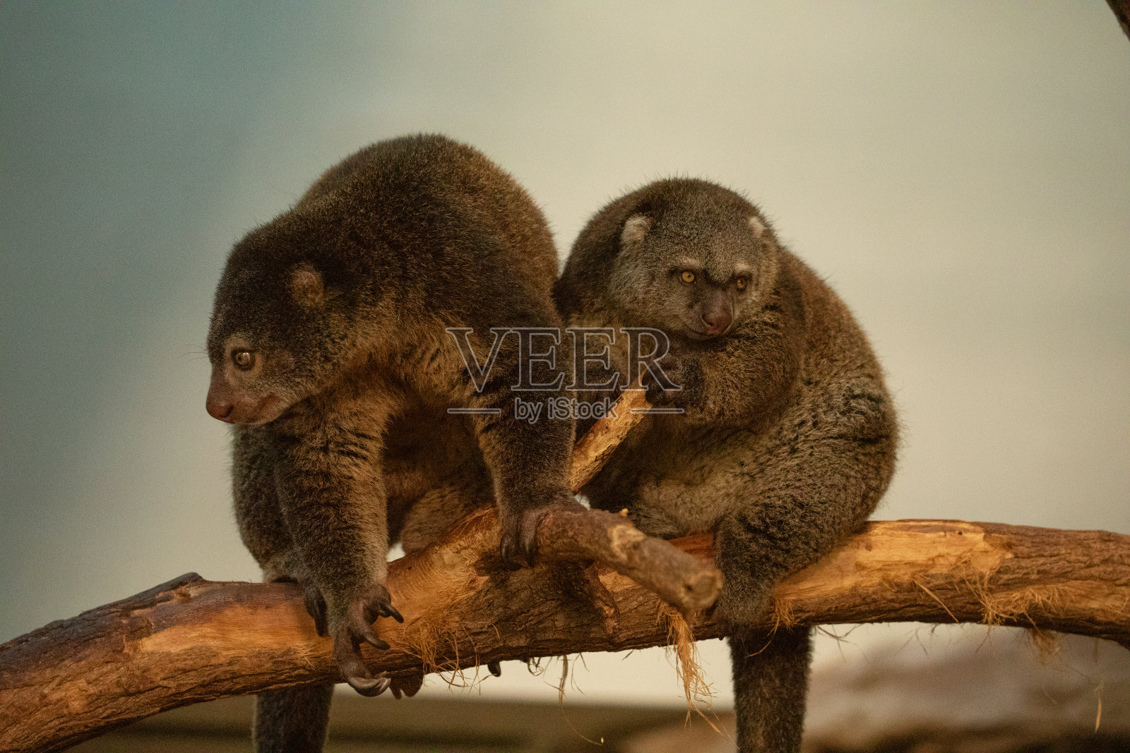 可爱的野生熊cuscus aulirops熊树照片摄影图片