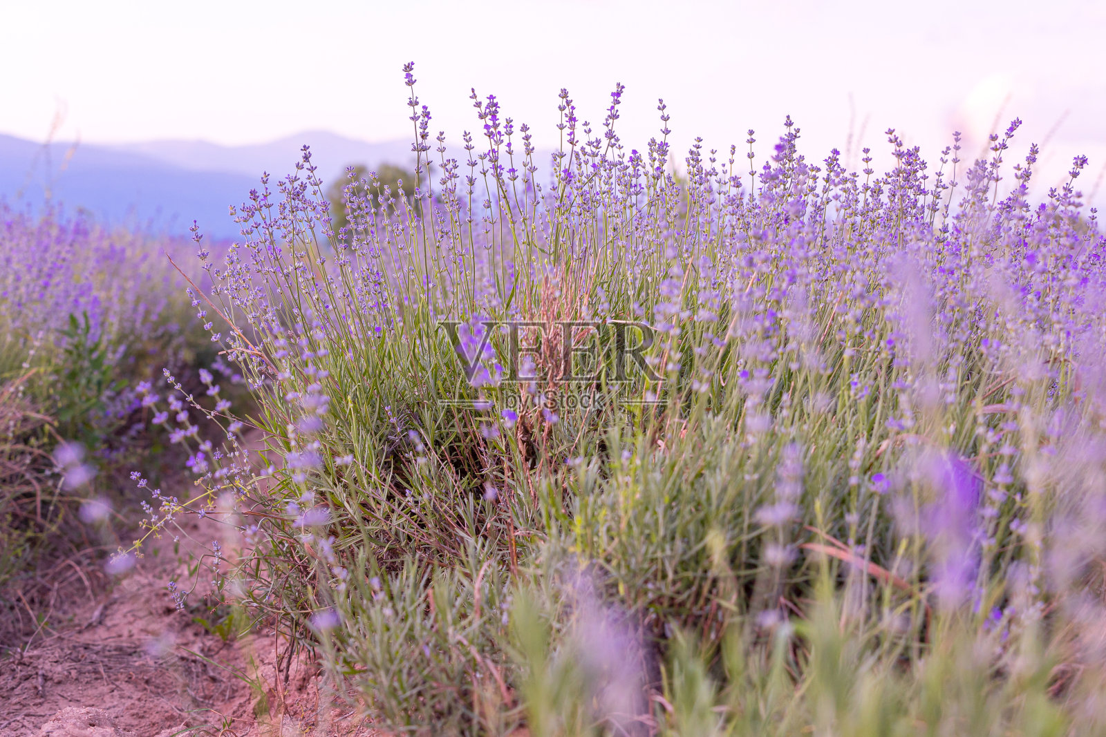 薰衣草花在天空背景上的特写照片摄影图片