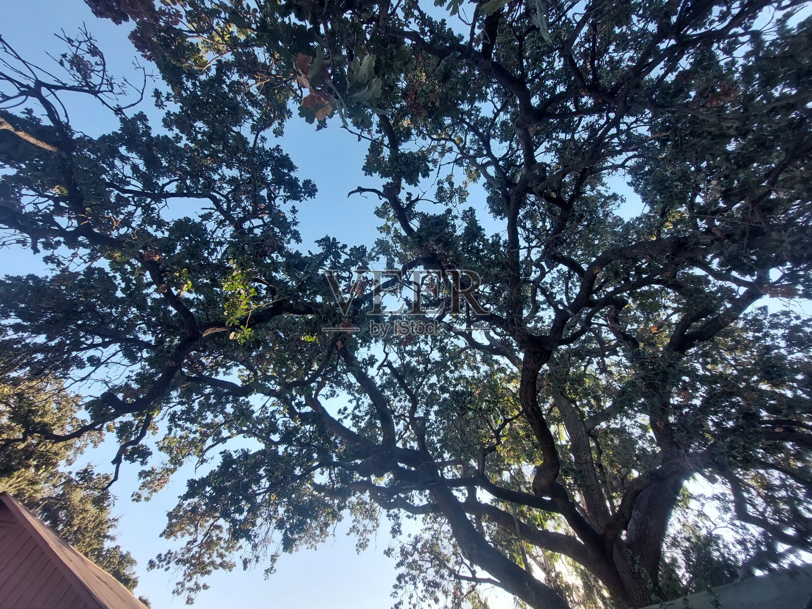 橡木仓棚照片摄影图片