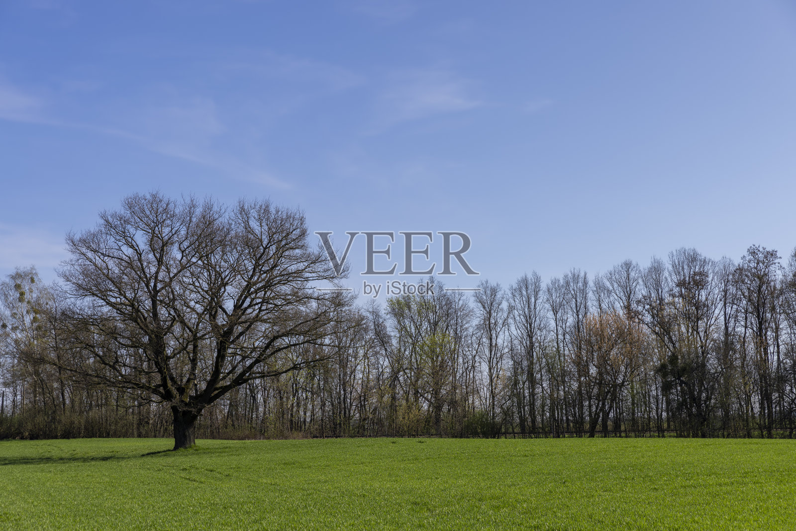 早春寂寞生长的橡树没有叶子照片摄影图片