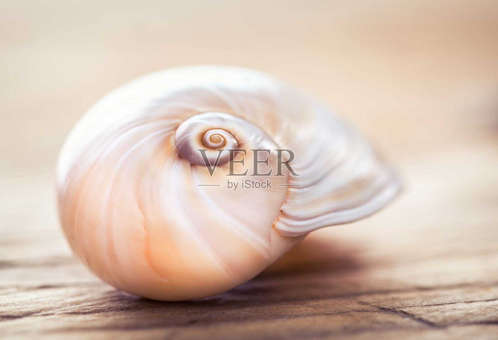 木制背景上的贝壳。海滩装饰静物。照片摄影图片