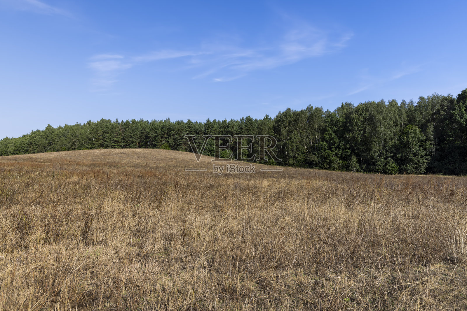 晒黄的草被阳光照亮照片摄影图片