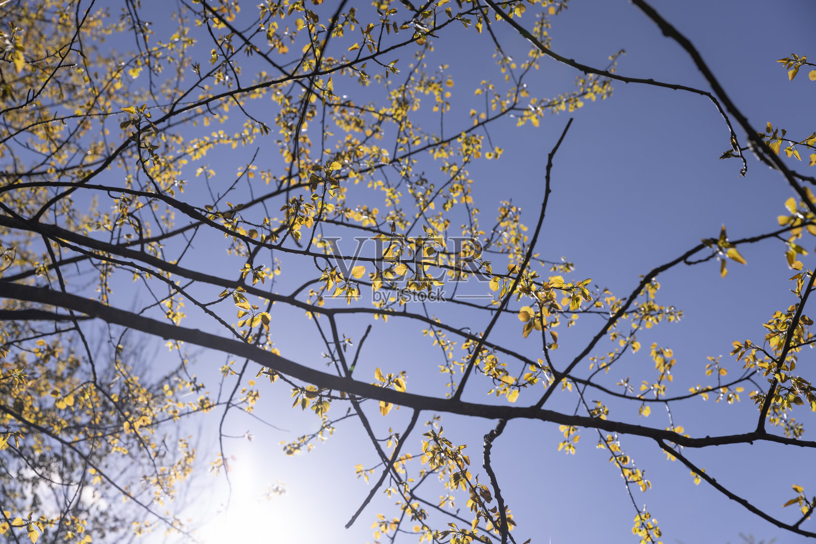 春天里菩提树上的叶子照片摄影图片