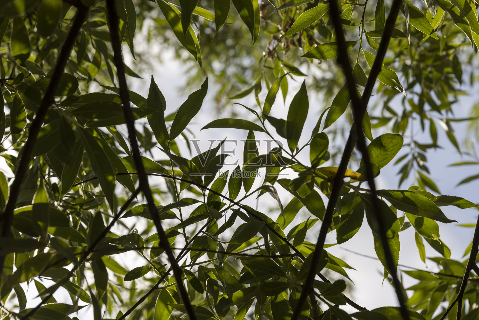 美丽的银色柳树枝叶绿照片摄影图片