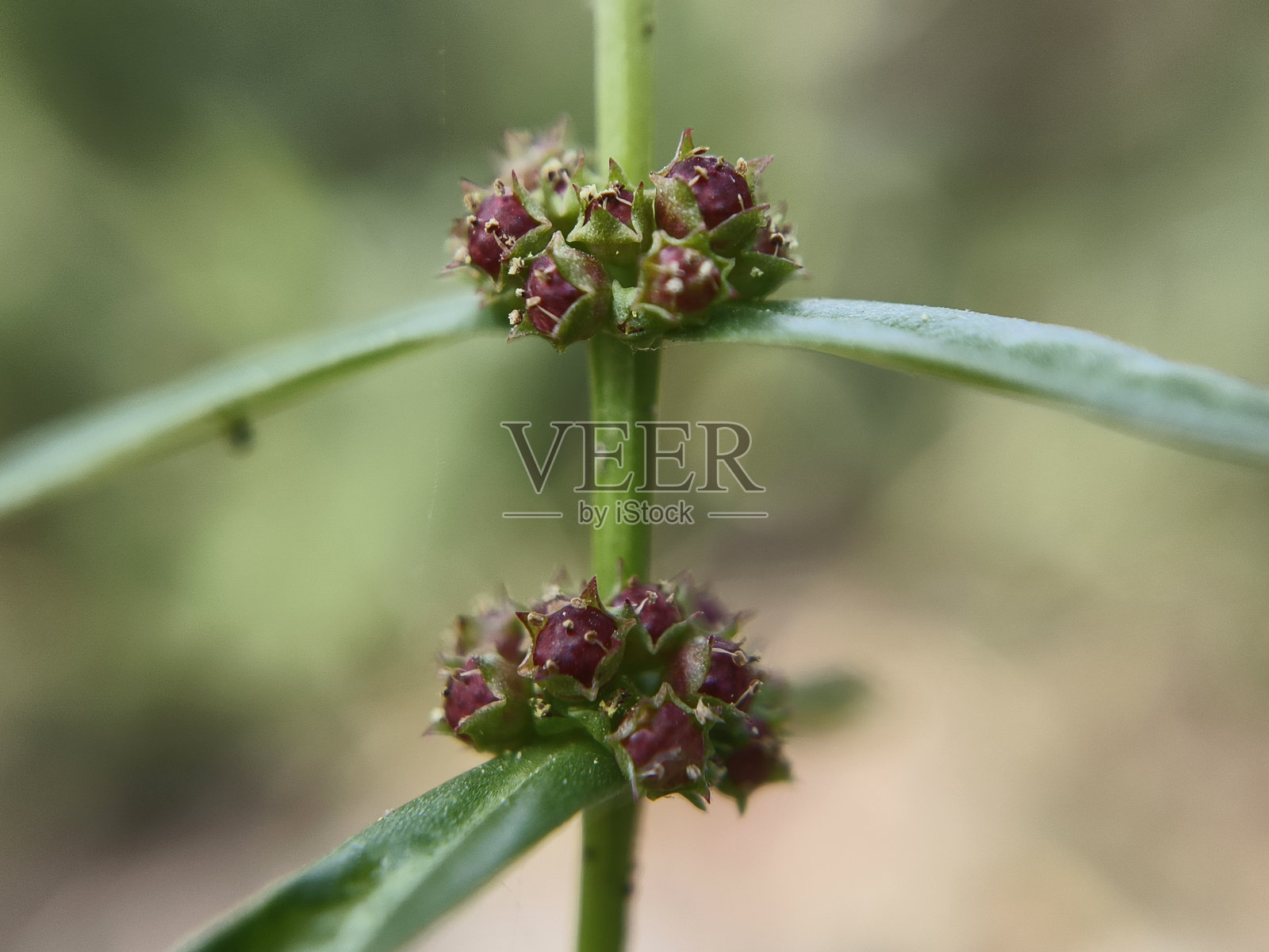 羊水属植物照片摄影图片