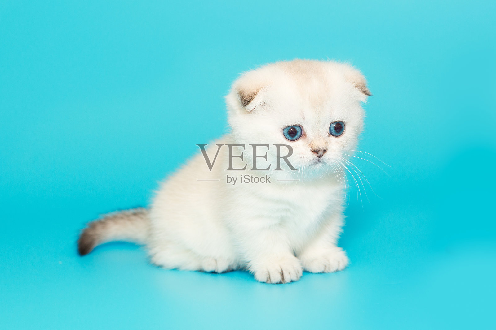 白色的苏格兰折耳小猫照片摄影图片