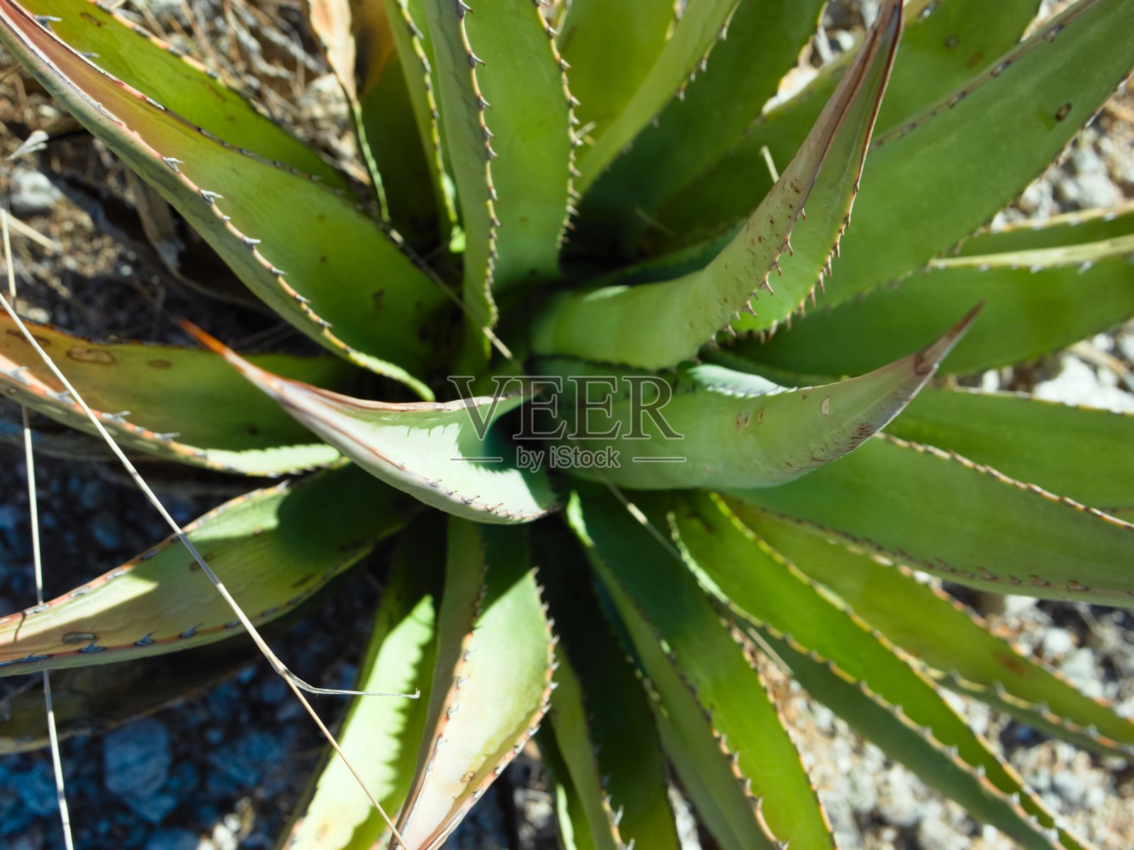 锋利多肉的计划照片摄影图片