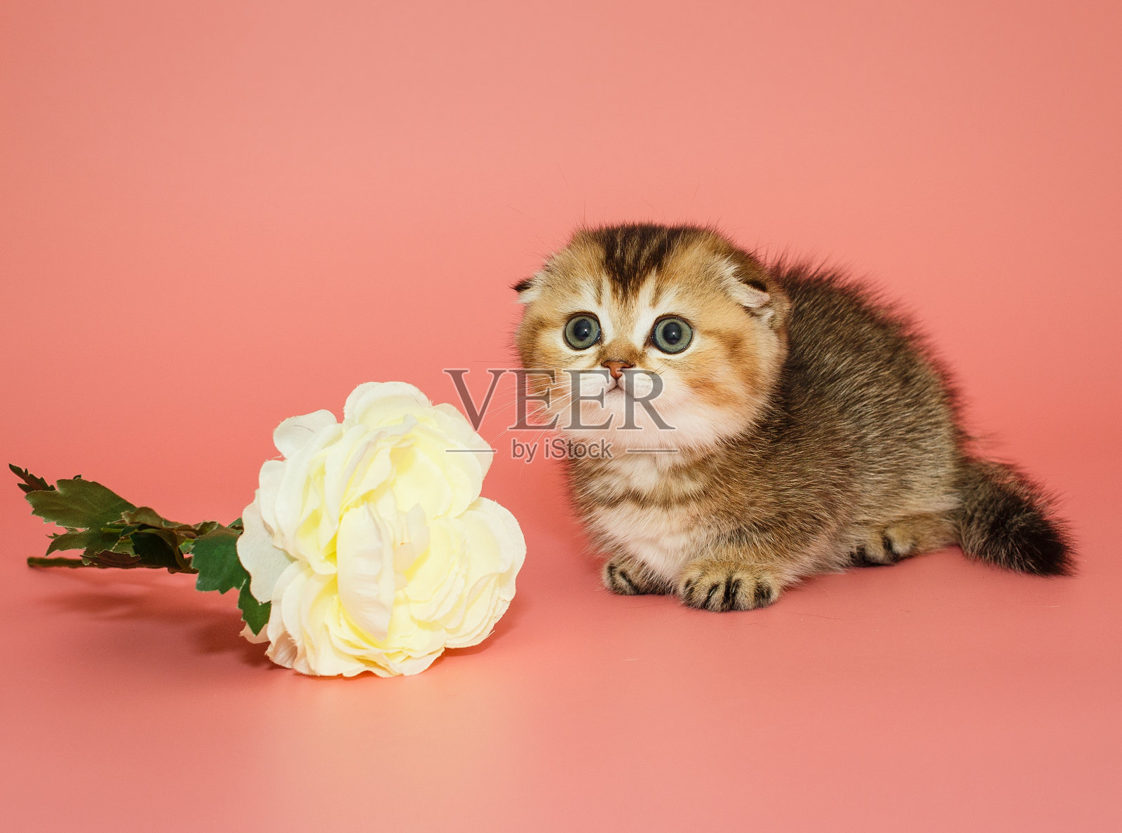 苏格兰折耳小猫和一朵白花照片摄影图片