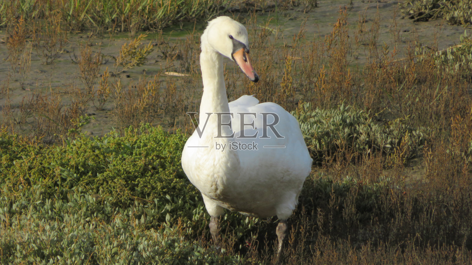鸟照片摄影图片