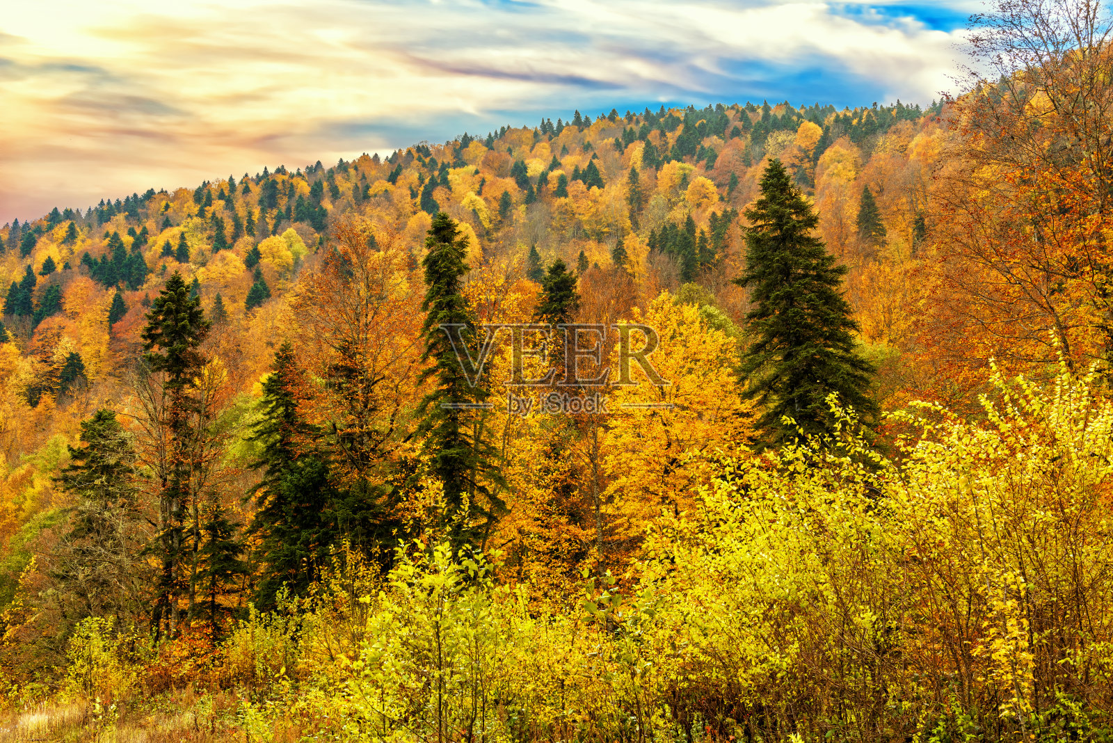 山秋混交林俯视图照片摄影图片