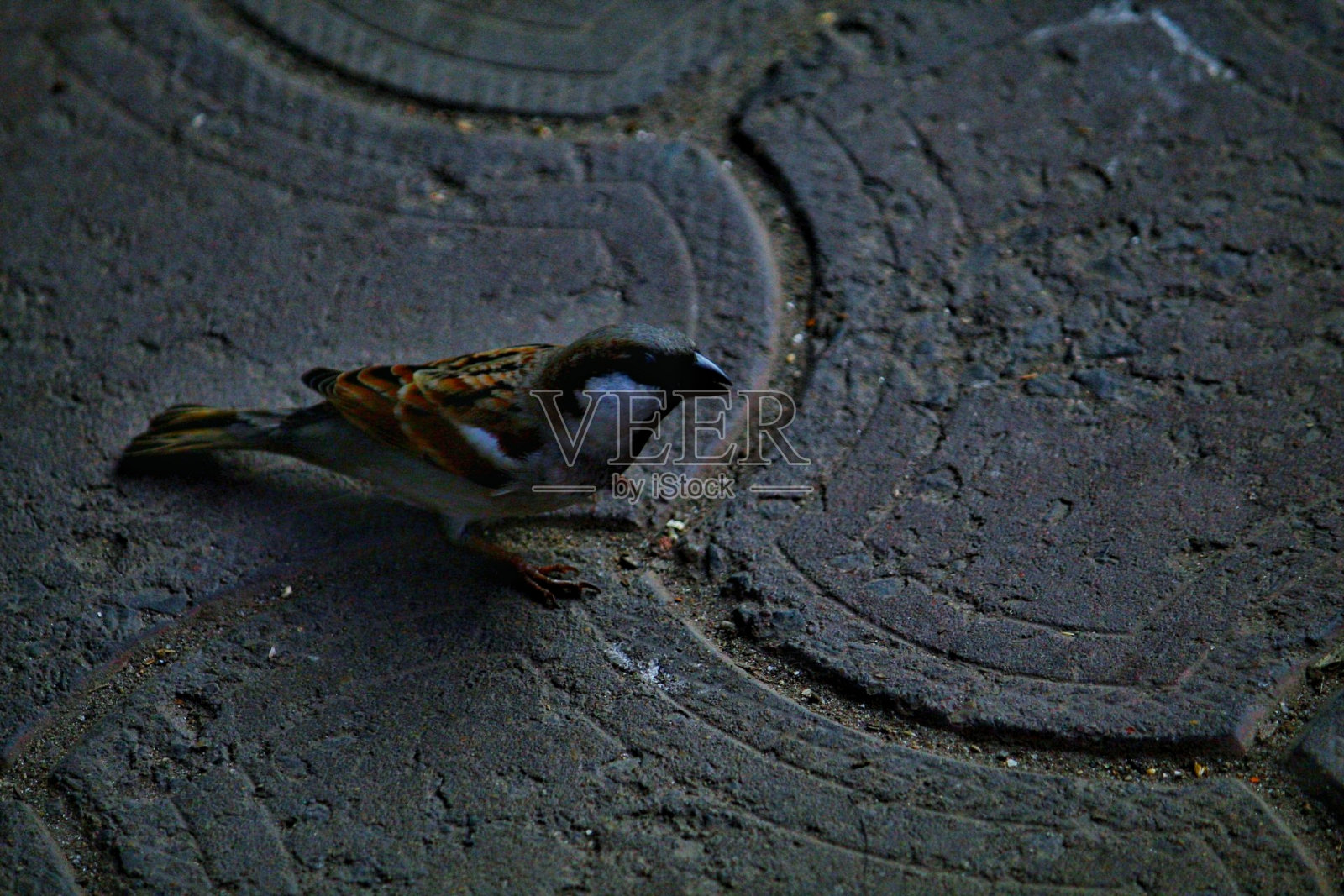 寻找食物的城市鸟照片摄影图片