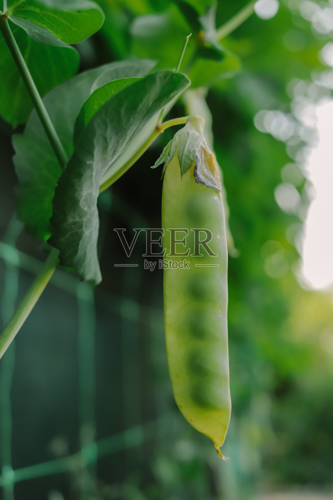 蔬菜园里长着黄叶的绿豌豆照片摄影图片