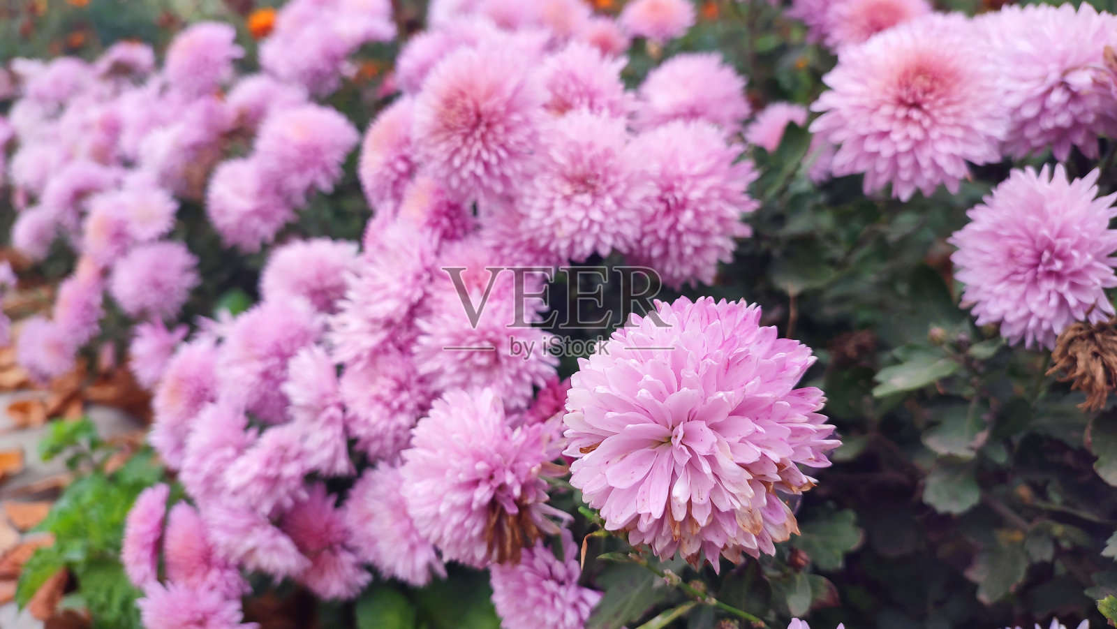 美丽的带叶子的粉红色菊花照片摄影图片